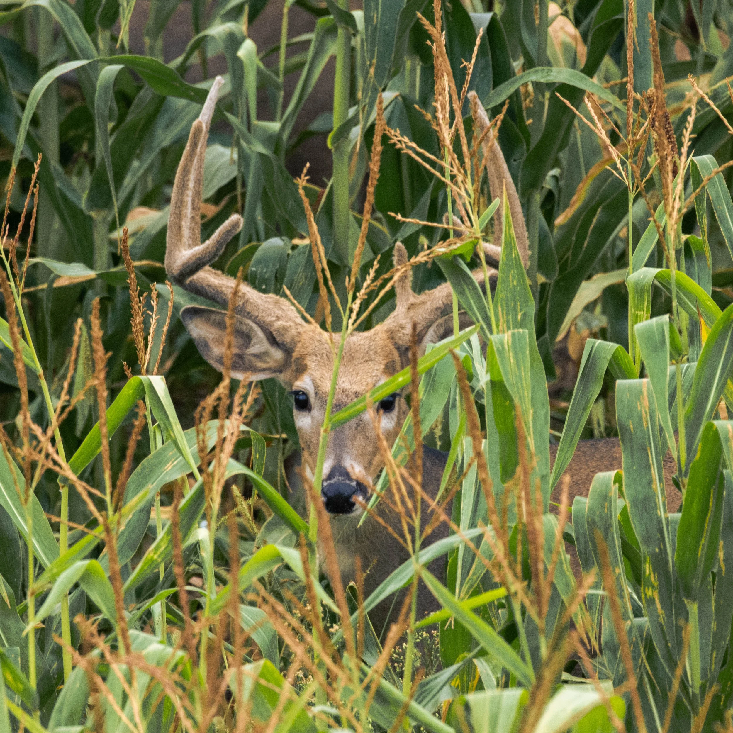 missing brow 8 in the corn (1 of 1).jpg