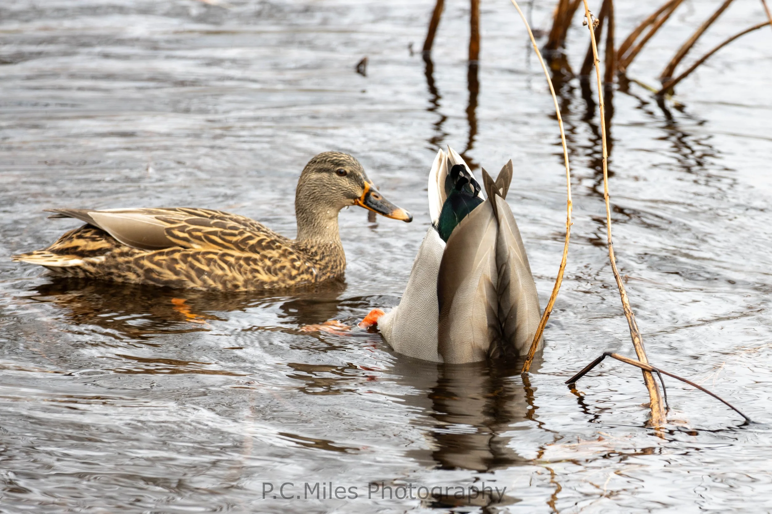 Banded Mallard (1 of 1).jpg