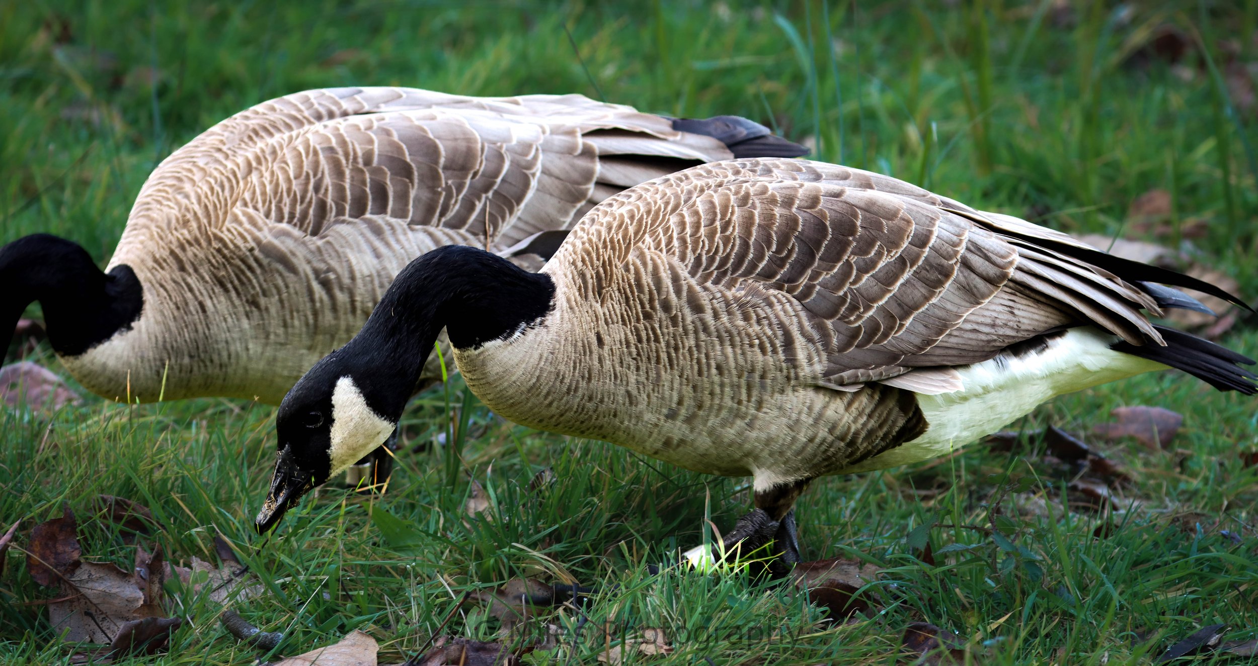 banded canada pair washington st (1 of 1).jpg