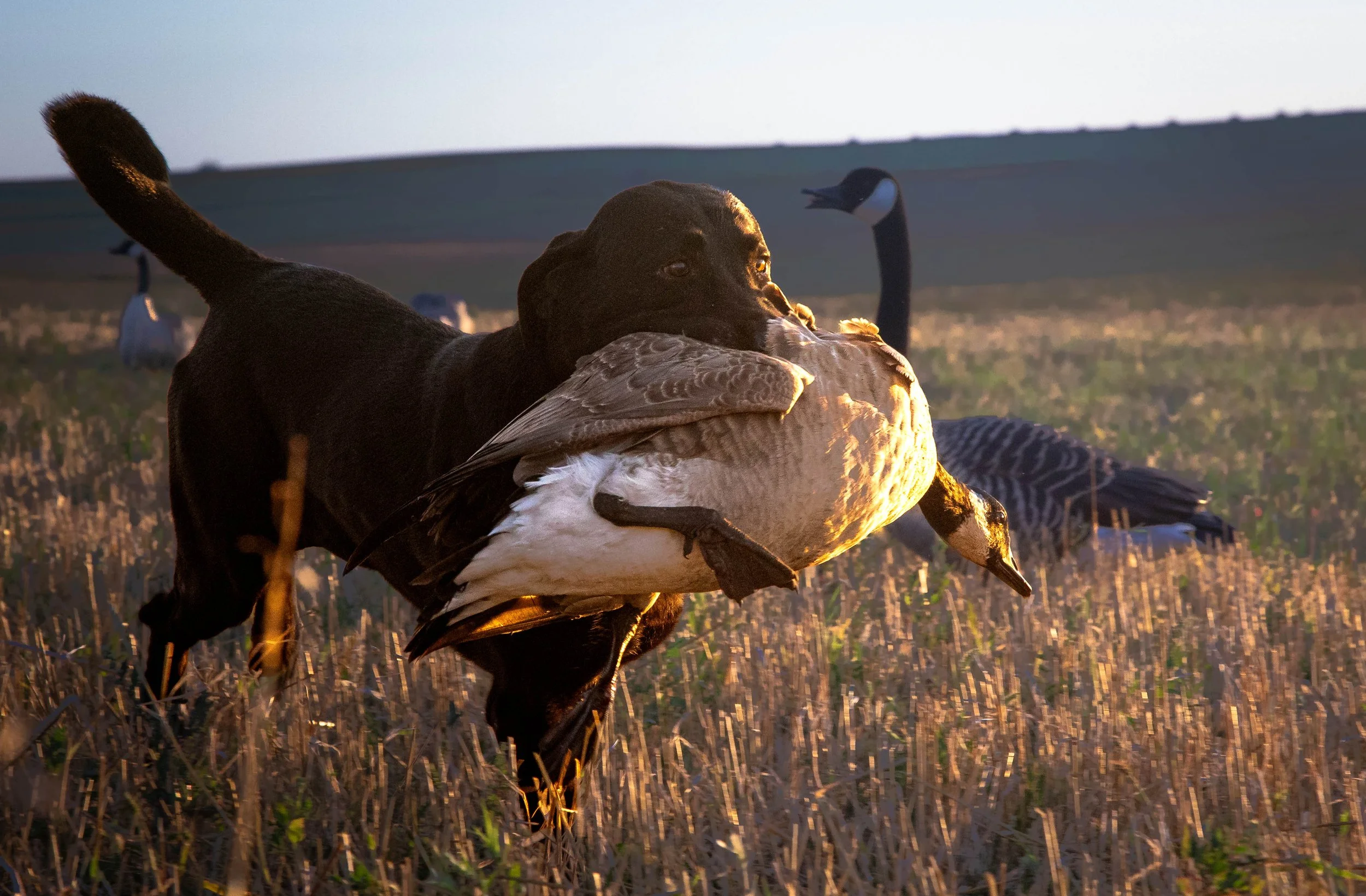 2026 kuba early goose 3 (1 of 1).jpg