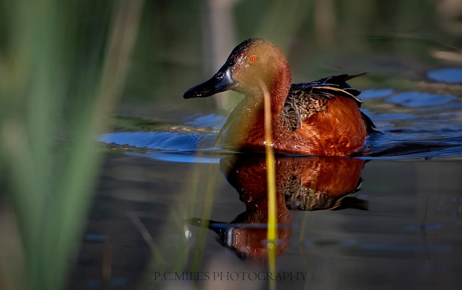 steamboat cinnamon teal (1 of 1).jpg