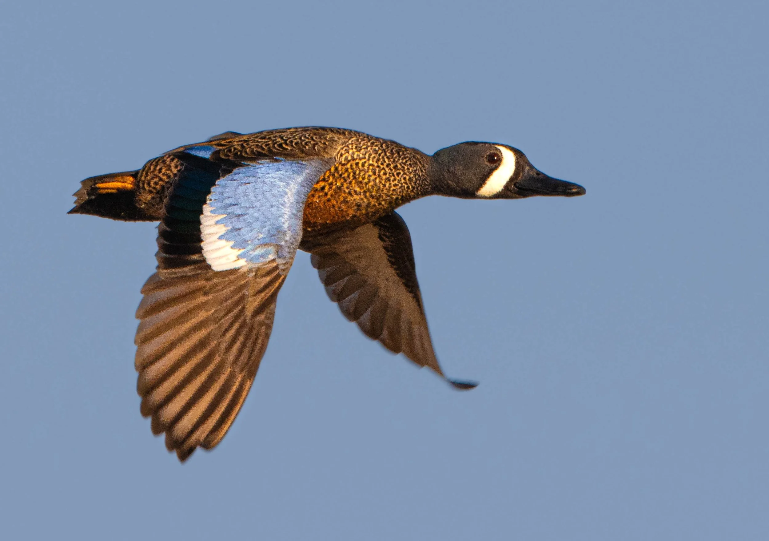 drake bwt flying.jpg