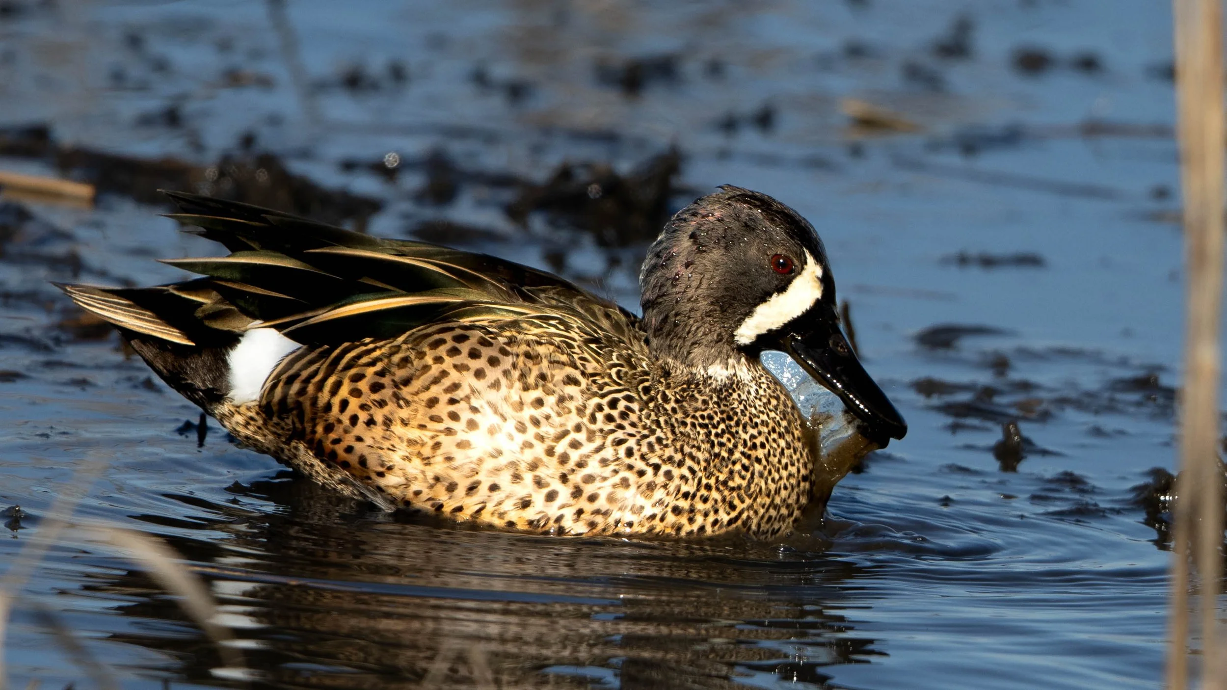 bwt close up.jpg