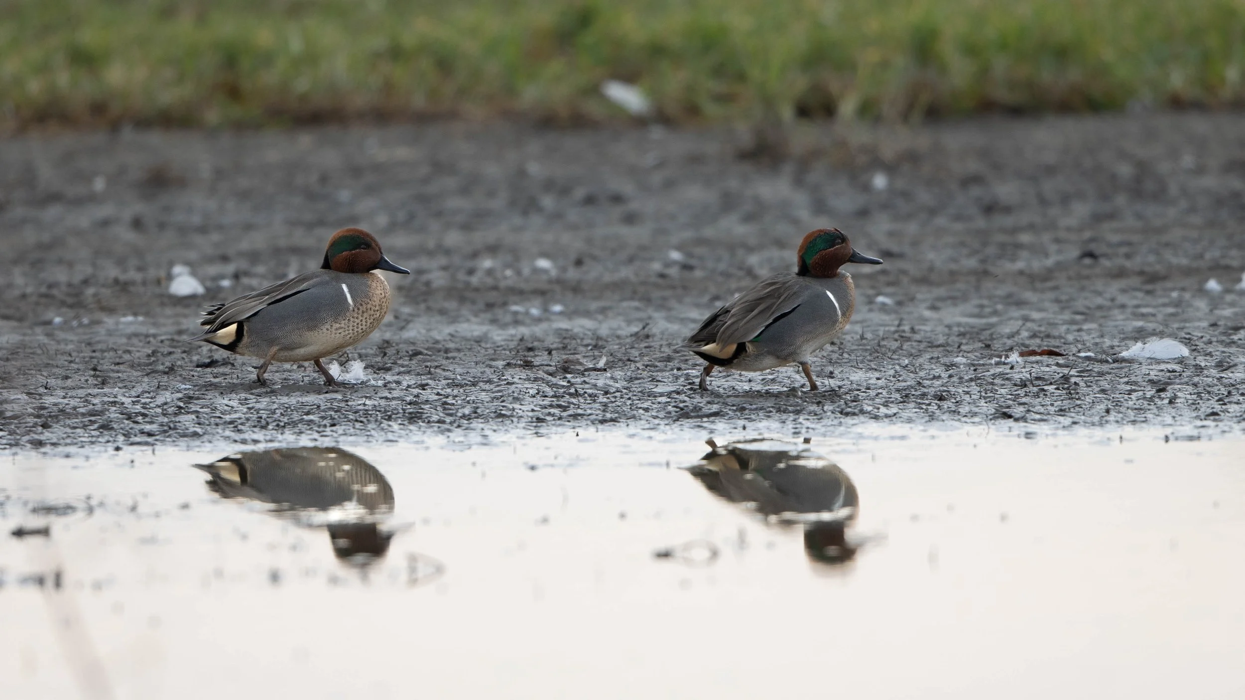 walking greenwings 2.jpg