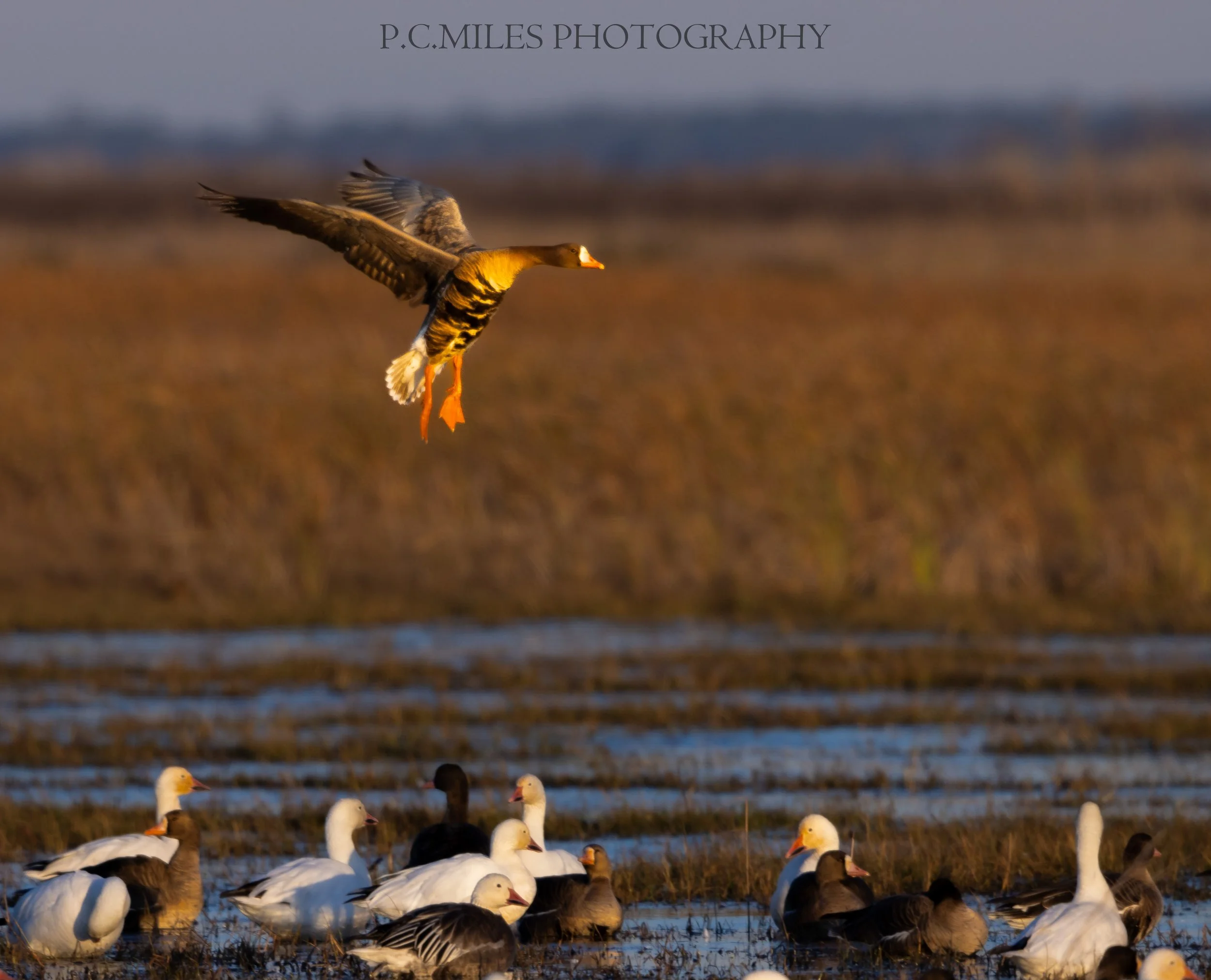 Marsh Landing Speck