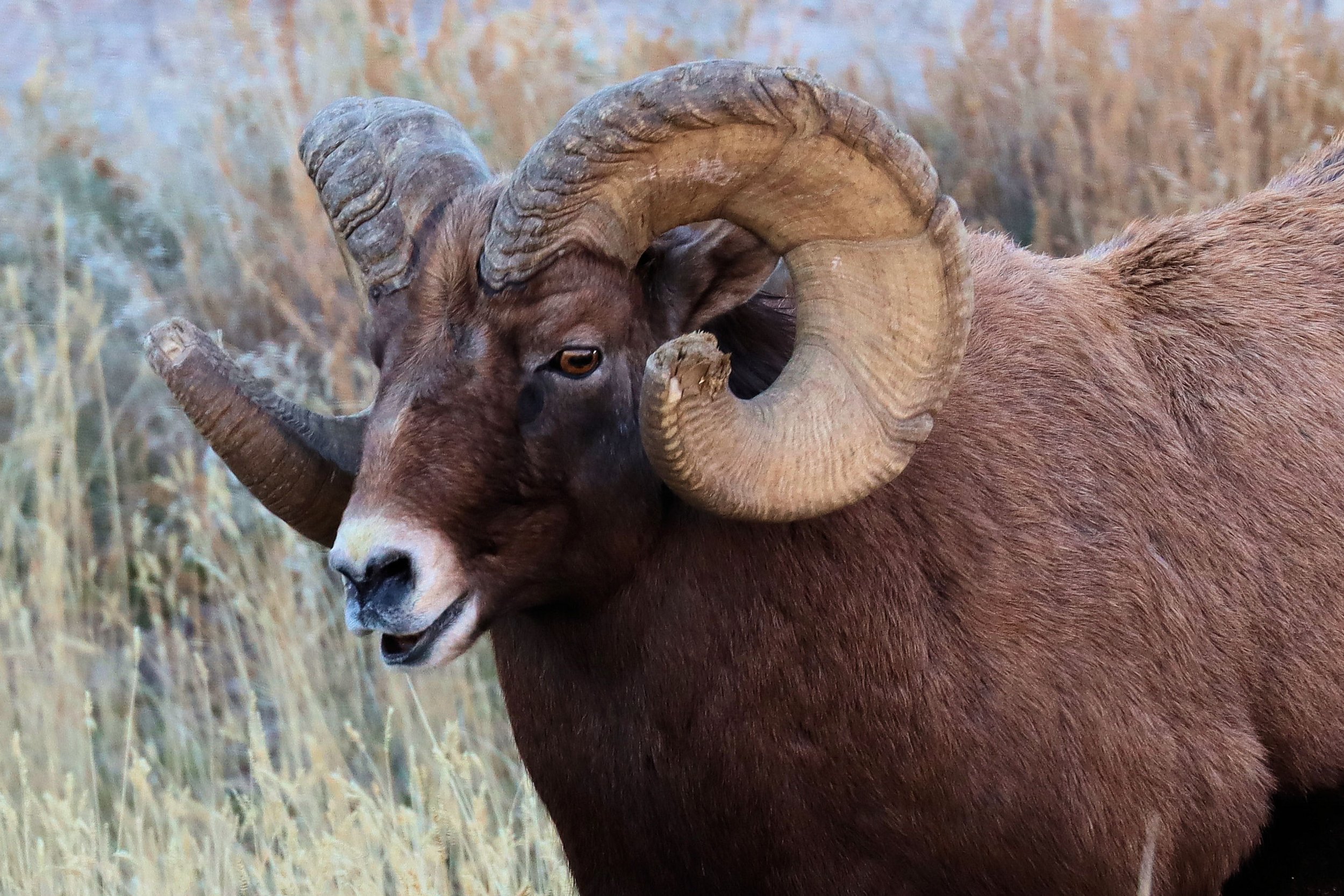 badlands bighorn headshot post prod.jpg