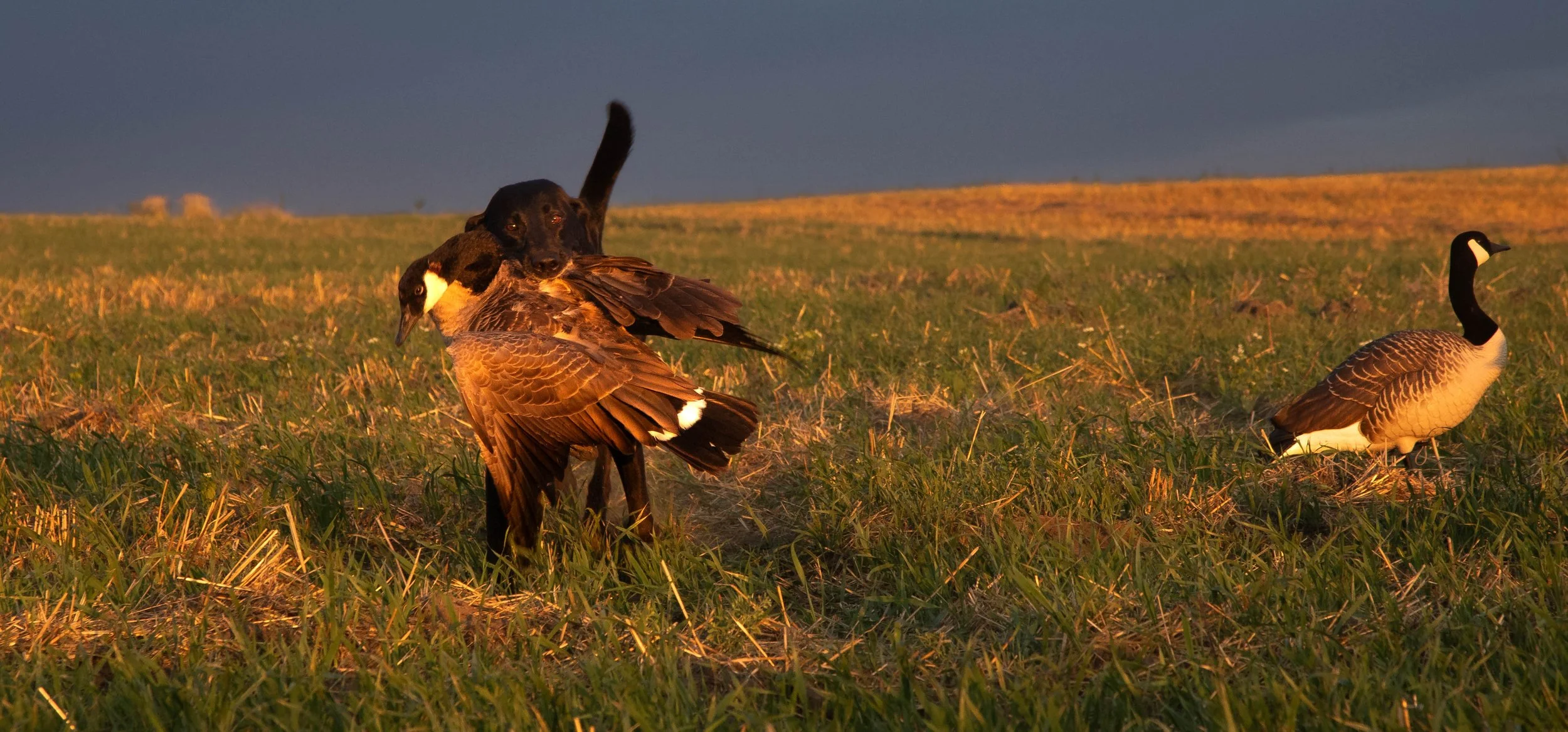 2026 kuba early goose (1 of 1).jpg