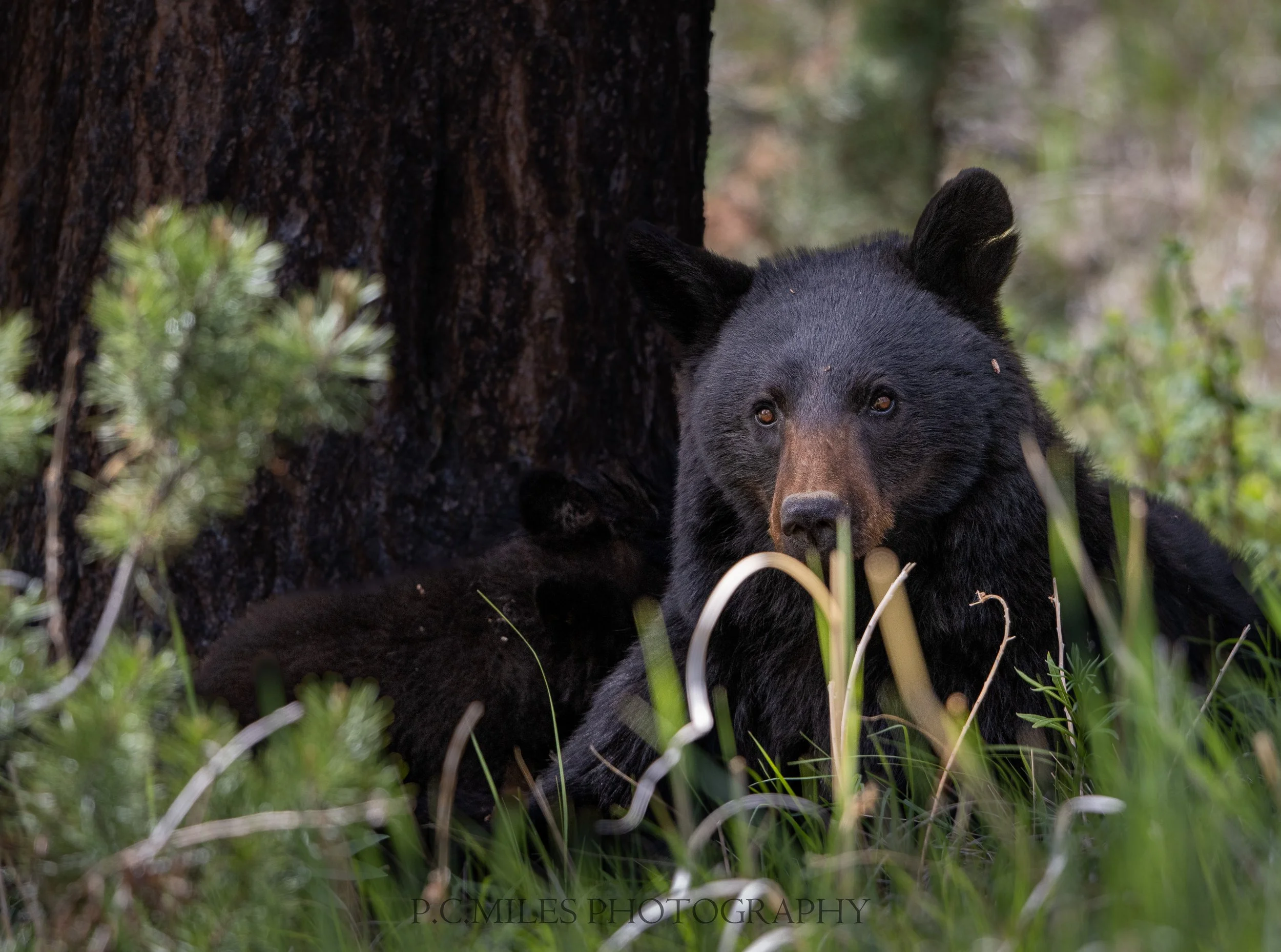 Black Bear Sow