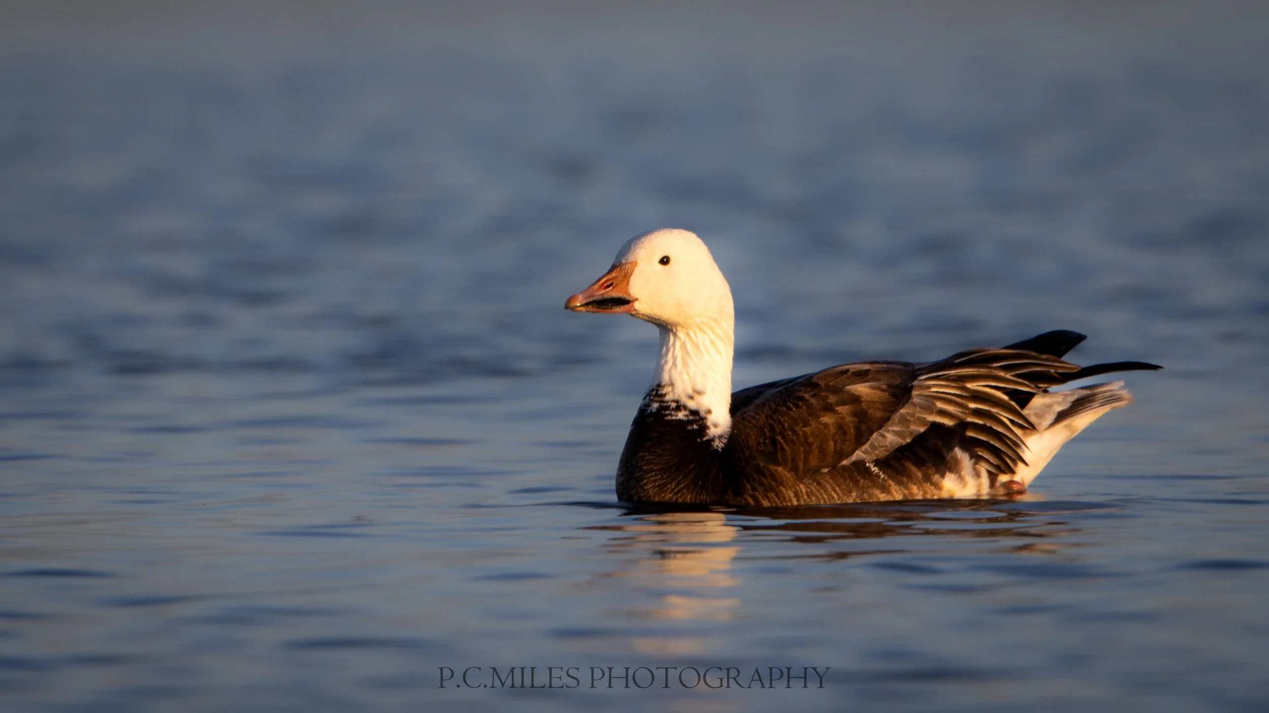 blue goose swimming (1 of 1).jpg