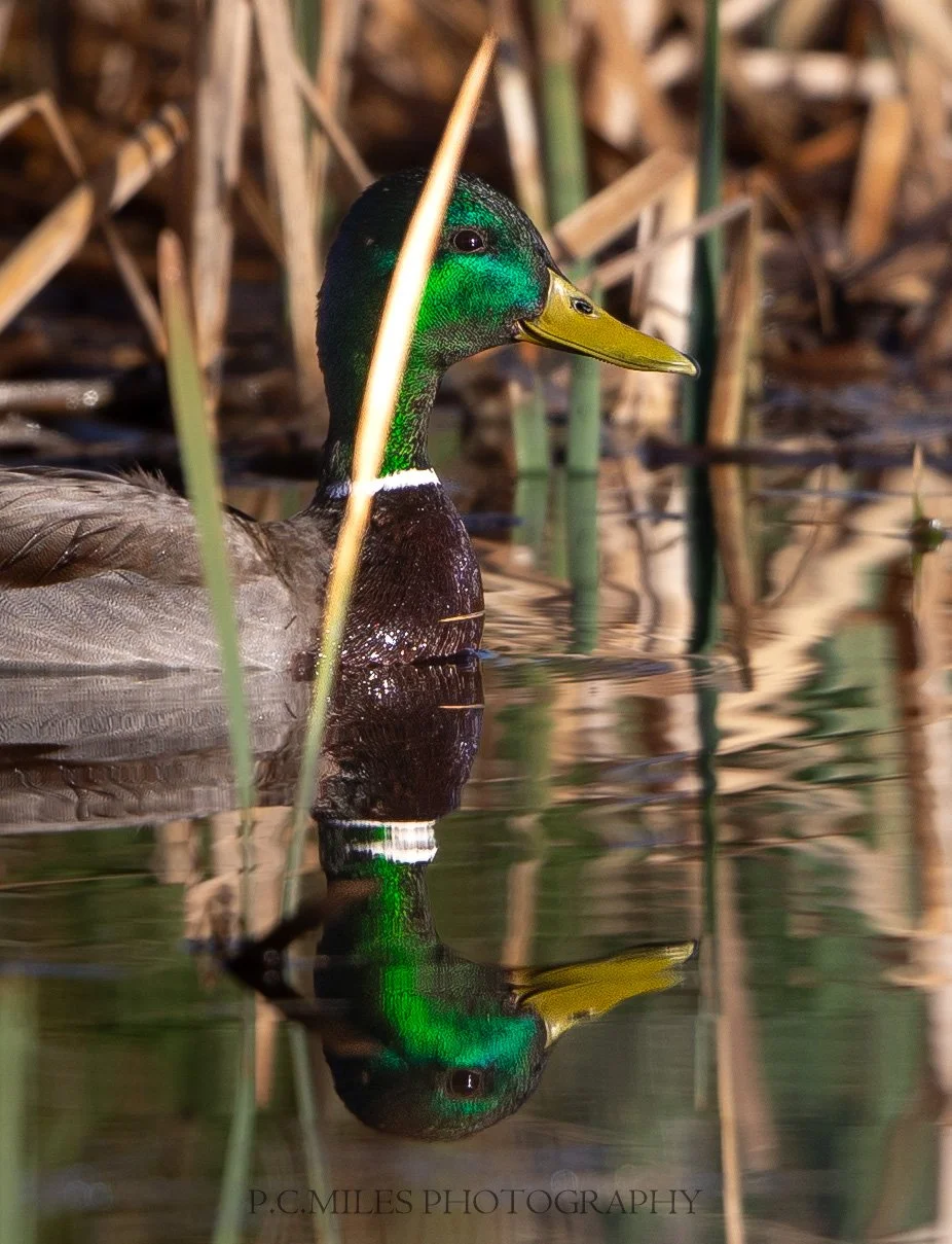 Mountain Mallard