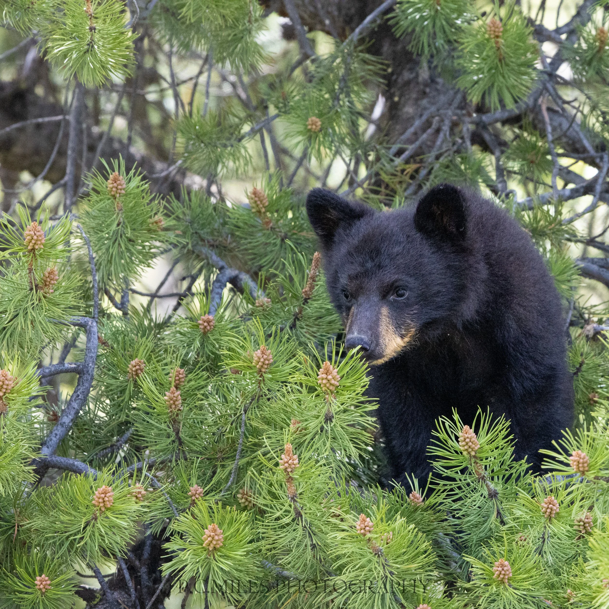 black bear cub (1 of 1).jpg