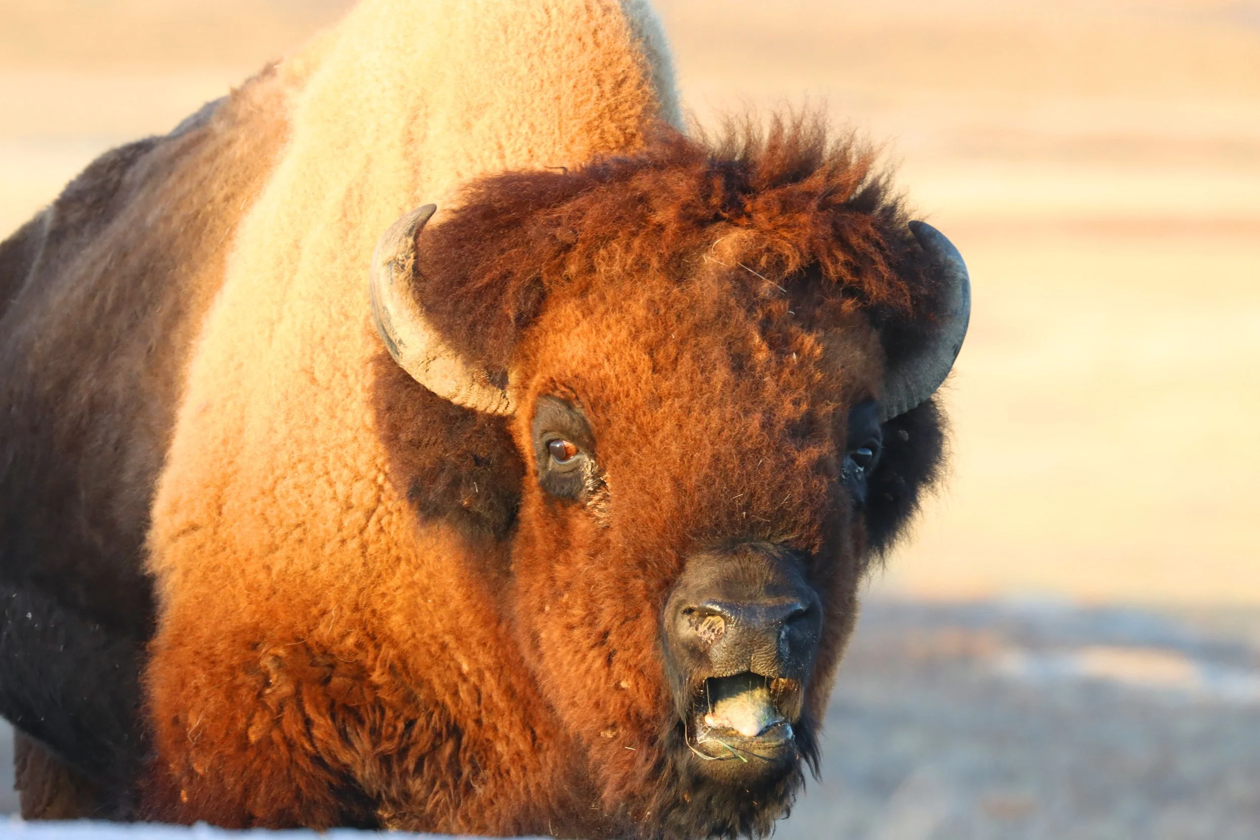 bison open mouth post prod.jpg
