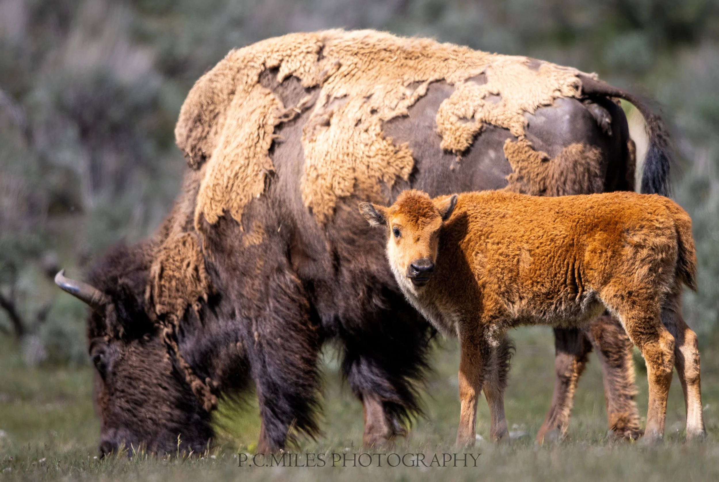 bison calf with cow (1 of 1).jpg