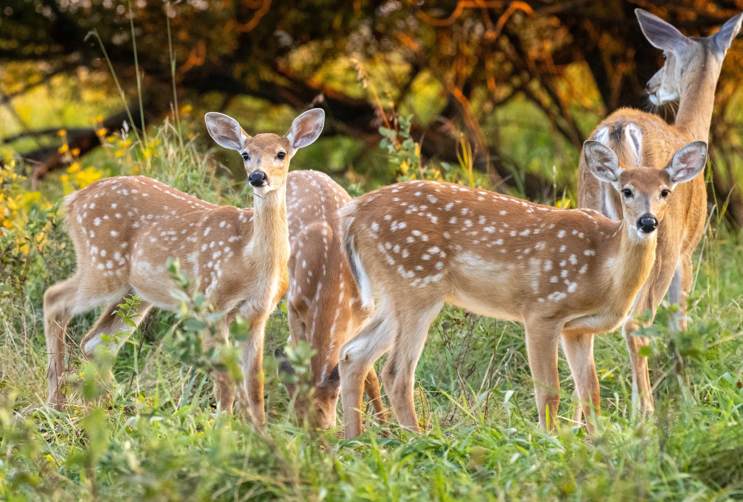 north dakota fawn triplets (1 of 1).jpg