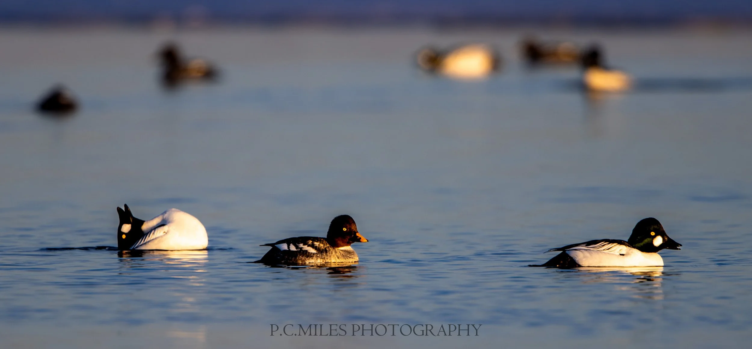 goldeneye courtship trio (1 of 1).jpg