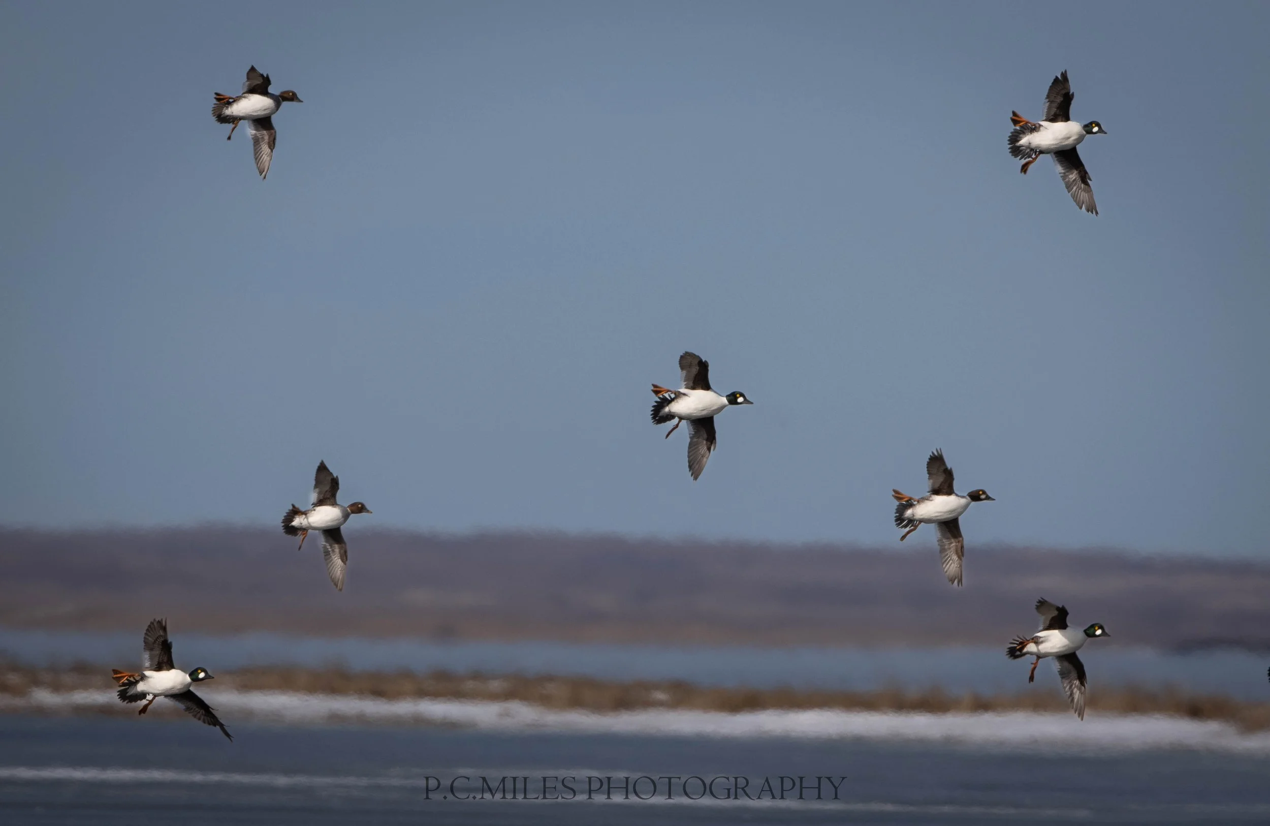 goldeneye courtship flight (1 of 1).jpg