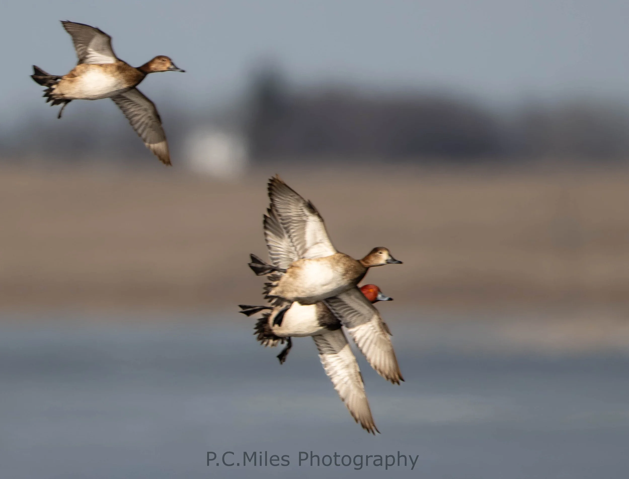 redhead trio flying (1 of 1).jpg
