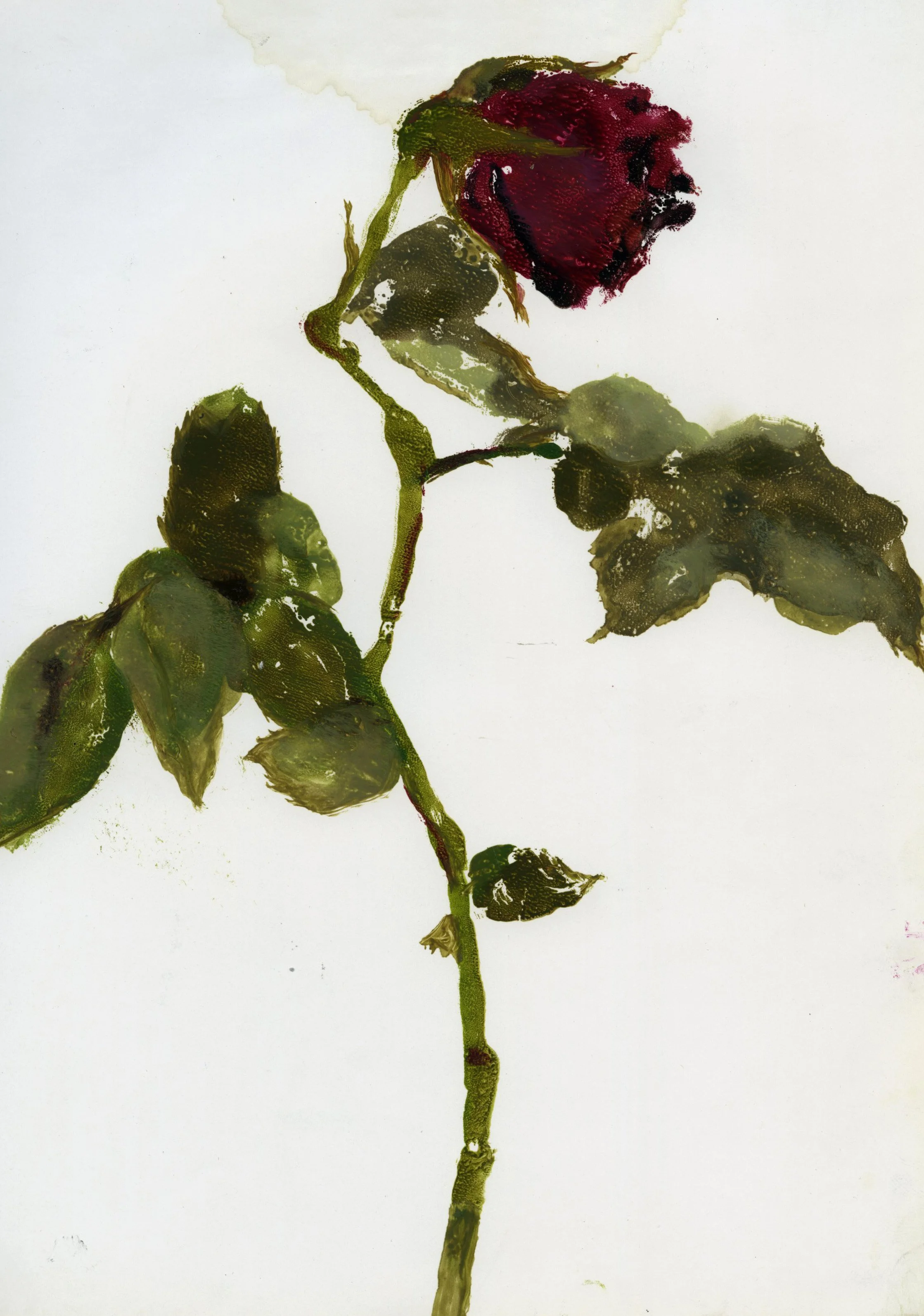 Rose, 2019, 21x30cm