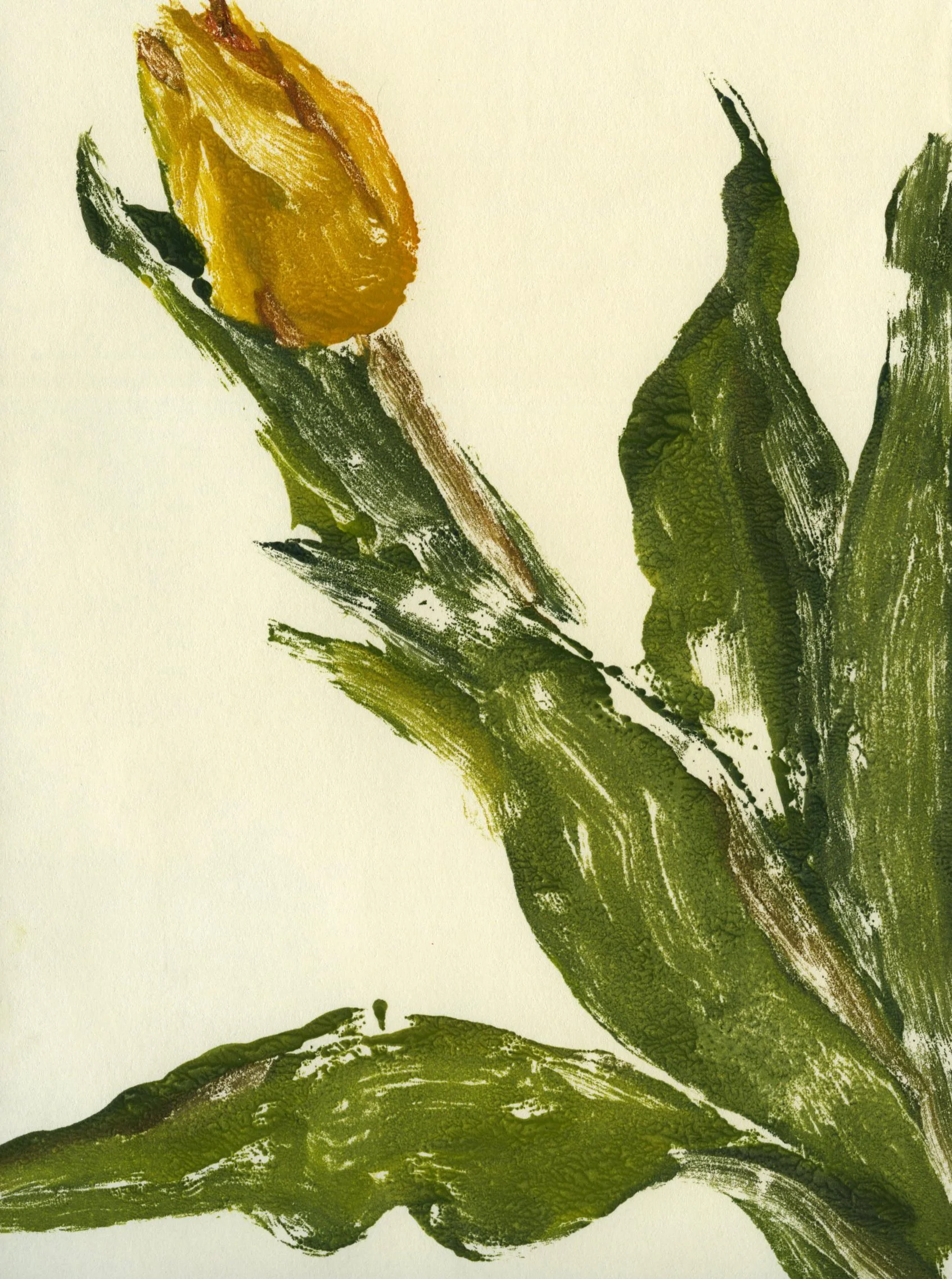 Tulip, 2029, 15x21cm