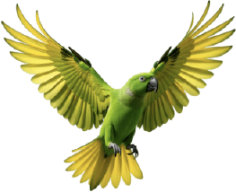 Green parrot with yellow wings spreading its wings