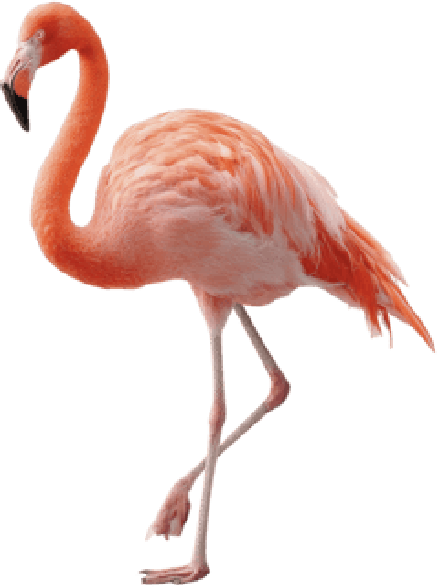 A pink flamingo standing on one leg with black background