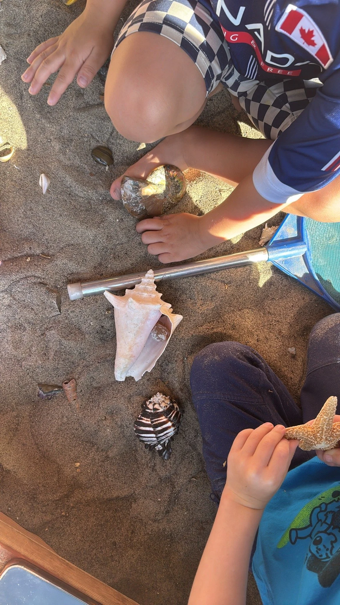 Children playing in Youngset Preschool's sandbox, collecting seashells and small rocks, with sand, seashells, and a shell collector net.