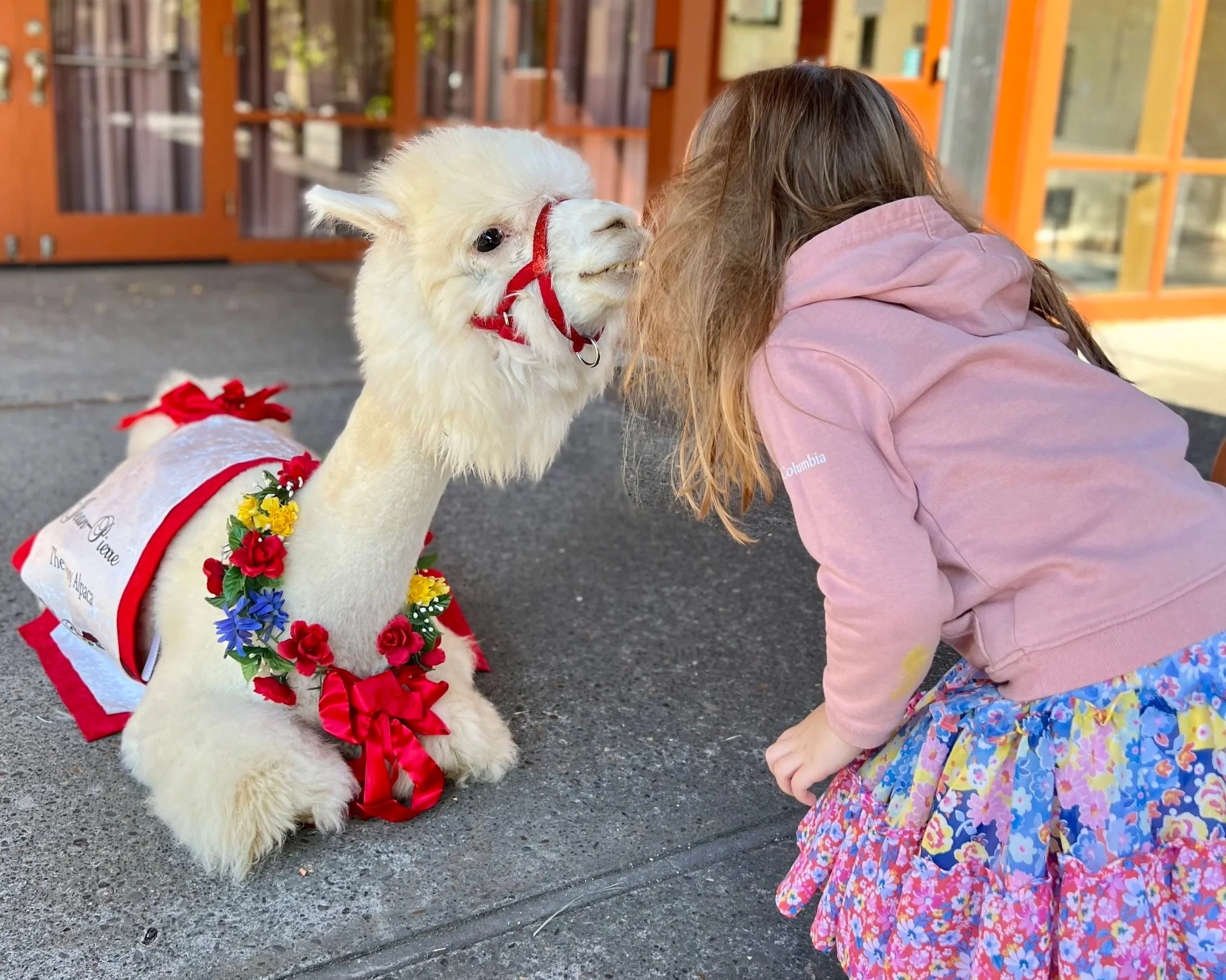A girl in a pink hoodie and colorful floral skirt interacts with a white alpaca dressed in a red dress with flowers and a sash, in an outdoor setting with a building in the background during a Youngset Preschool Enrichment Day.