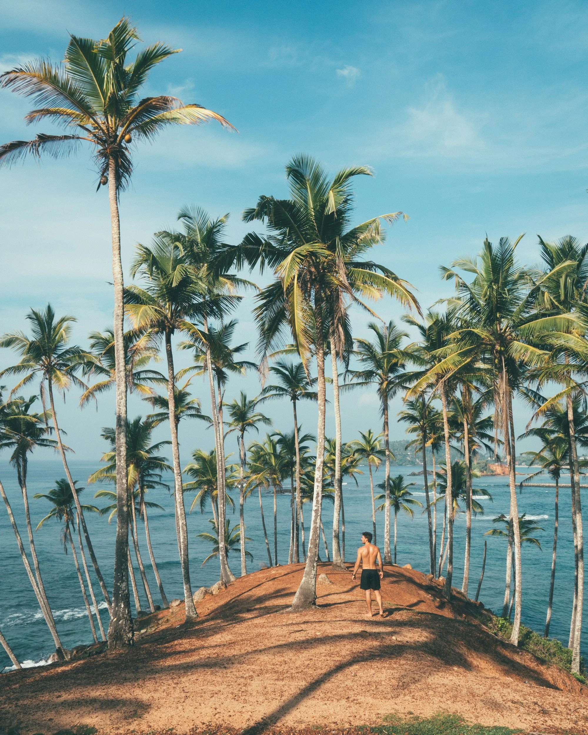 Coconut palms lining a red-earth coastal headland above the Indian Ocean.