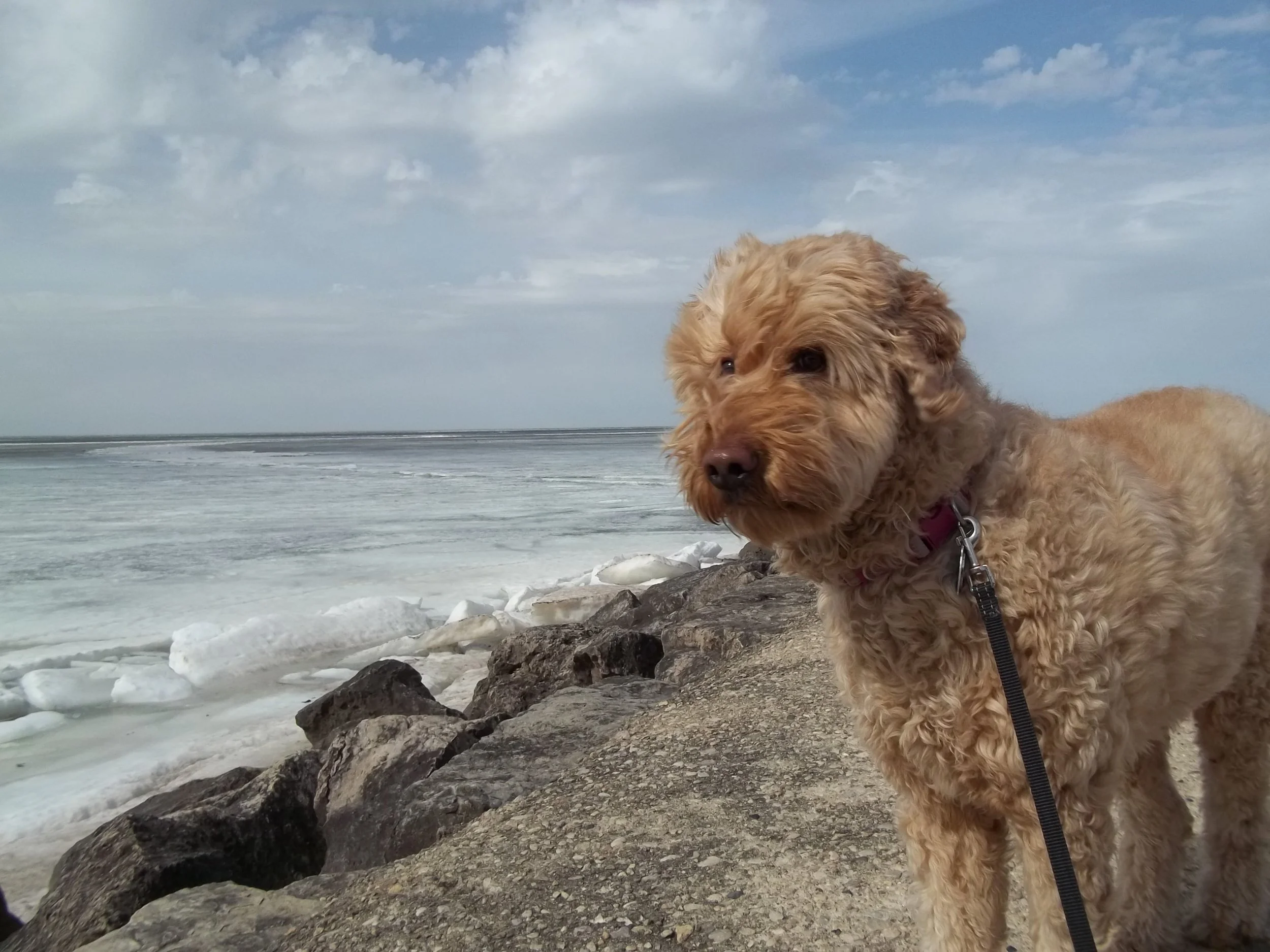 Dog at the beach