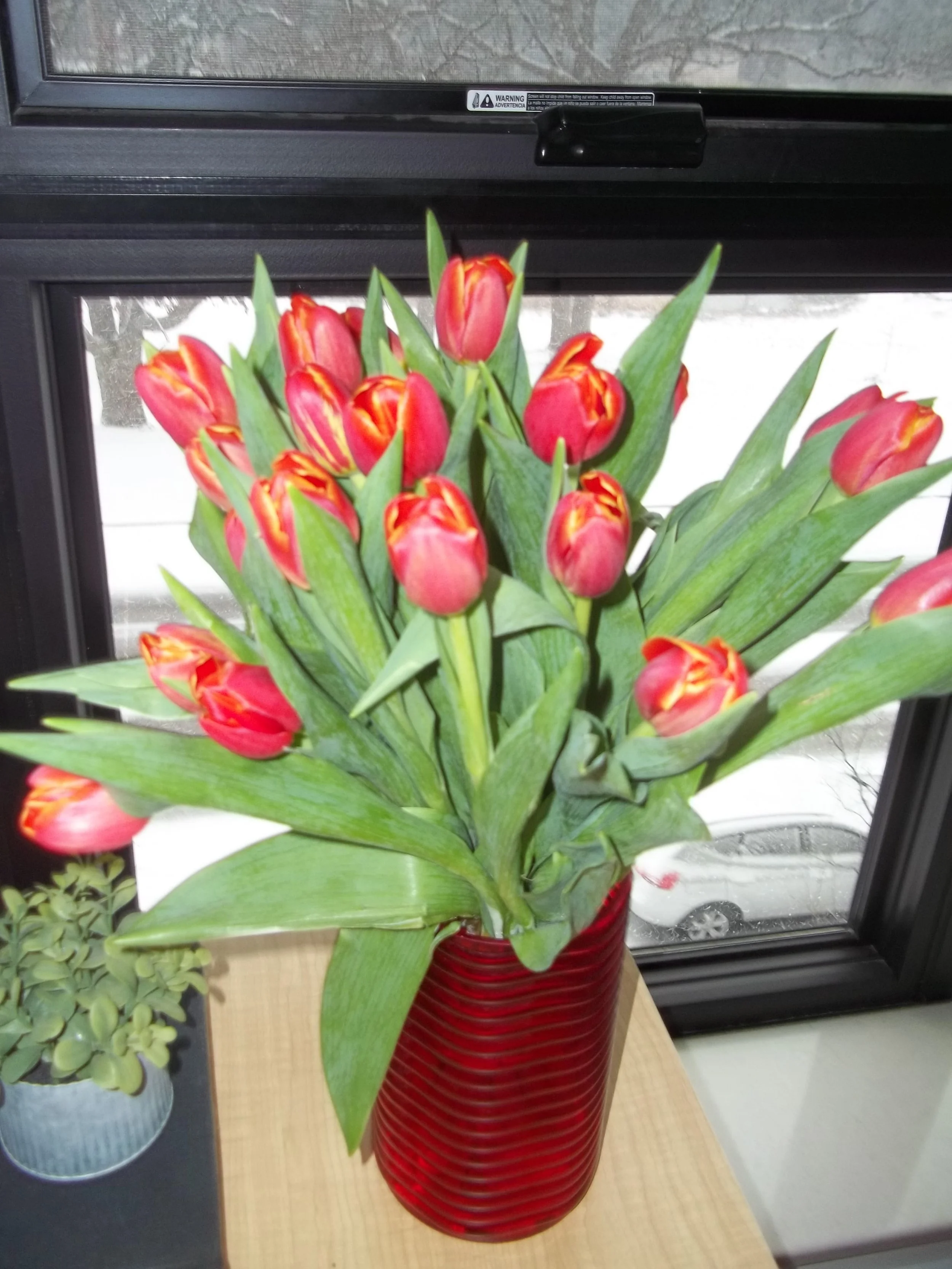 Red tulips in a vase