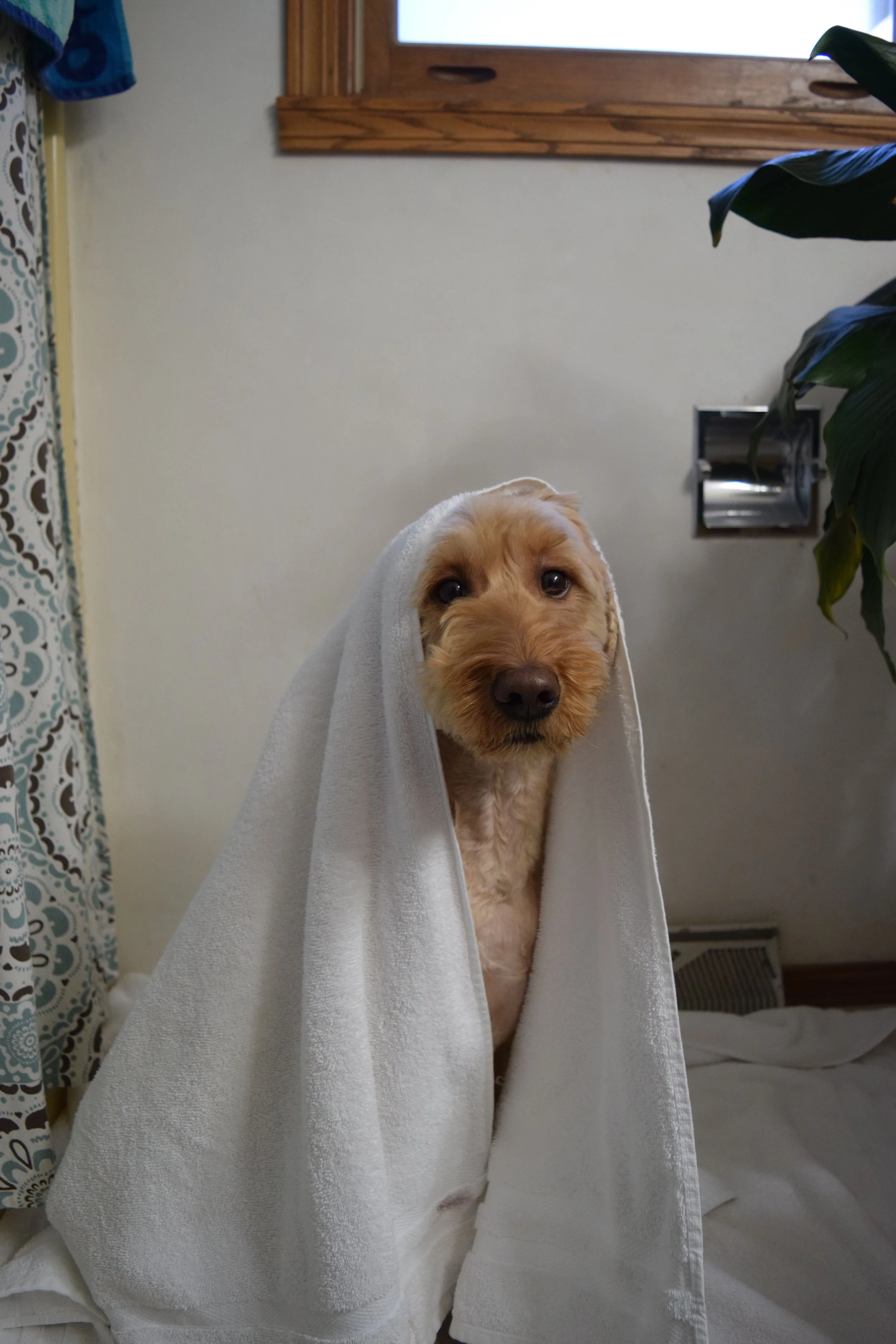 Dog in a bathroom towel