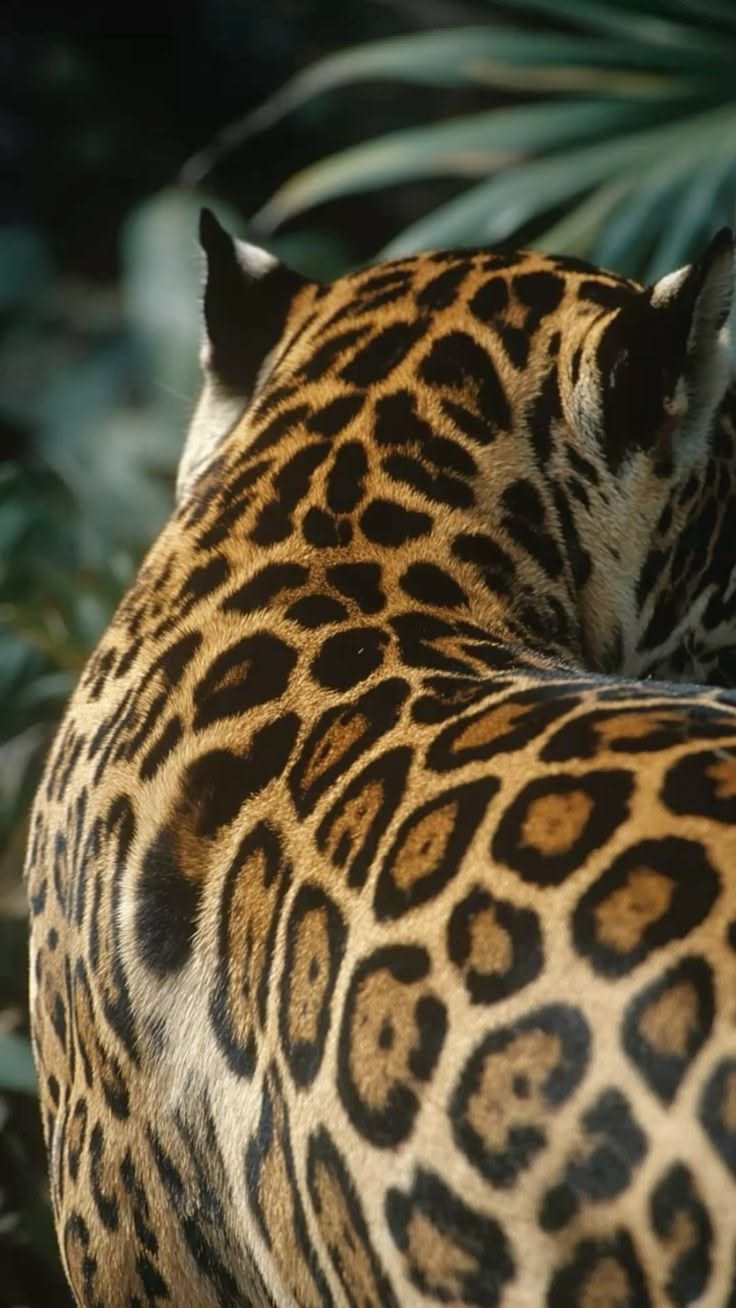 Close-up of a jaguar's back showing its distinctive yellow coat with black rosette spots, with green foliage in the background.