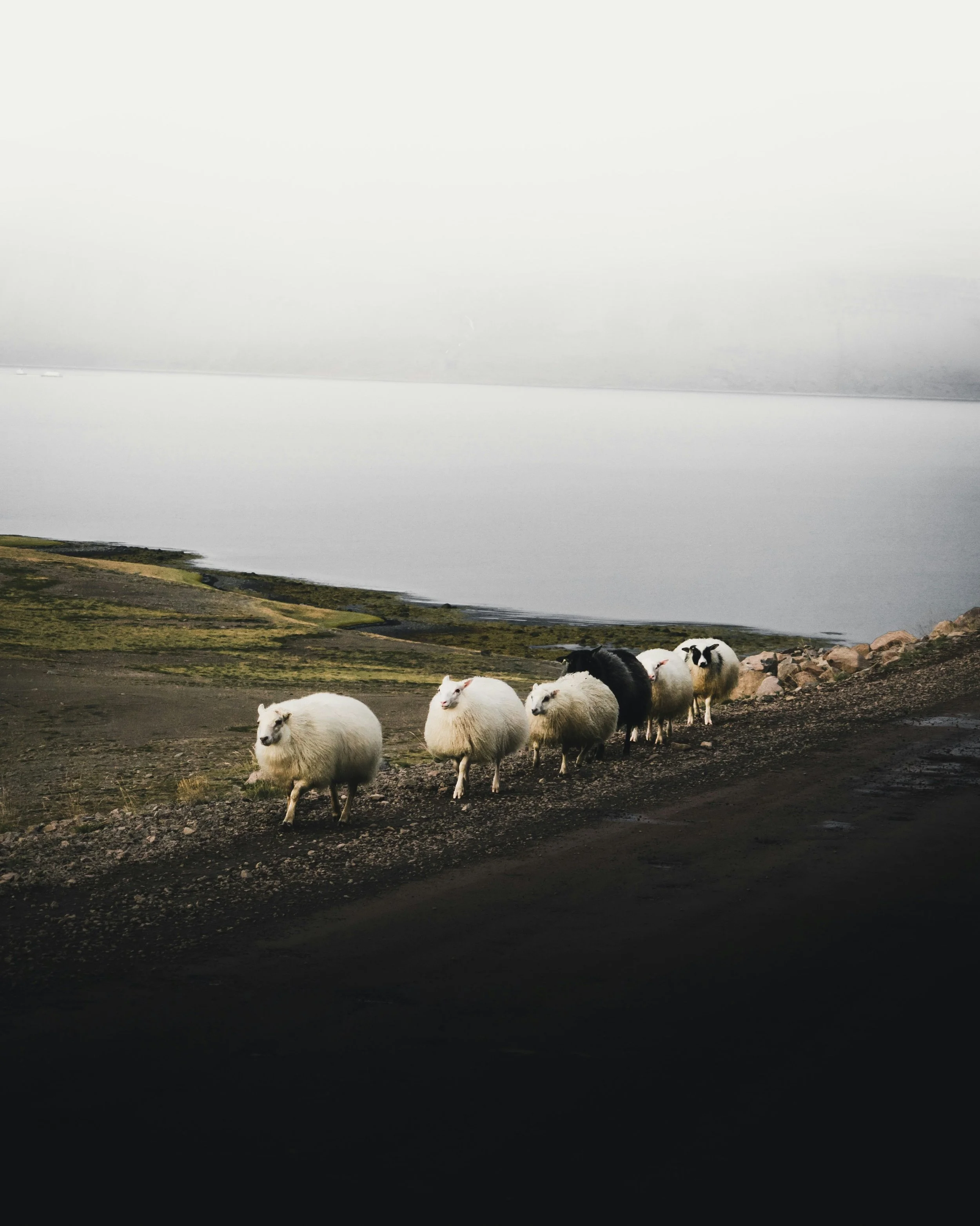 A group of sheep and a sheepdog walking along a rocky dirt path near a body of water on a foggy day.