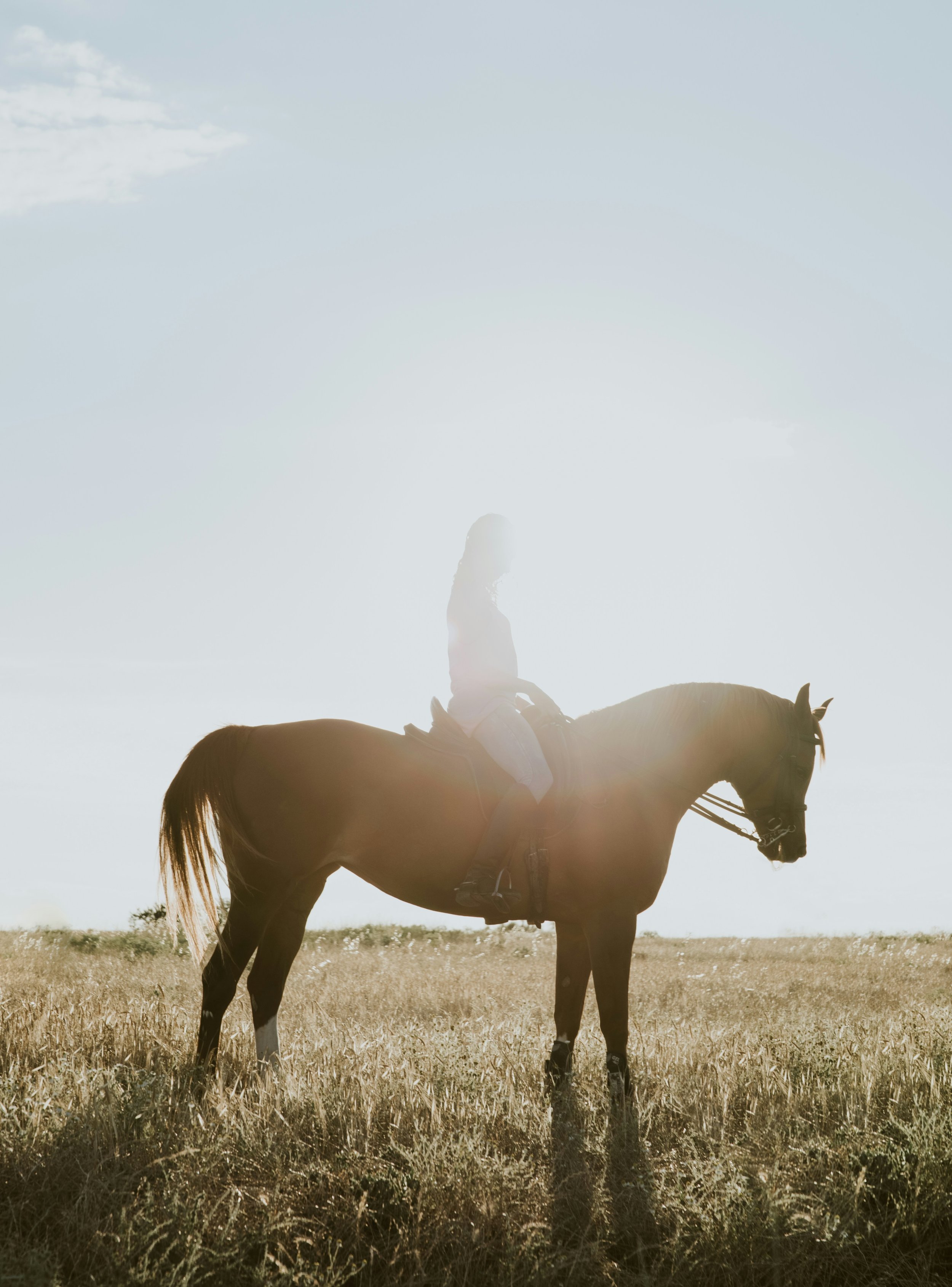 A person riding a horse in a field with the sun setting or rising behind them, creating a silhouette effect.