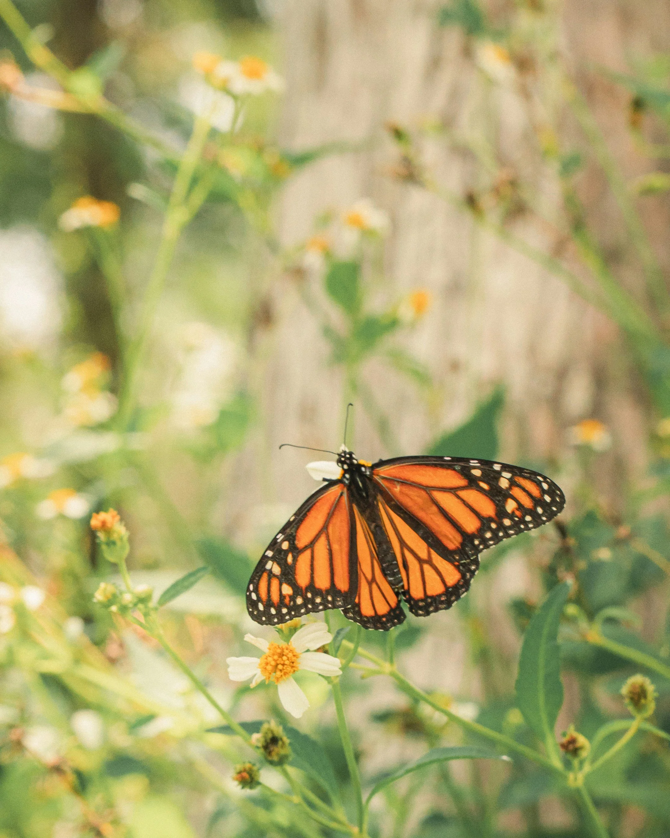 A Monarch butterfly perched on a white flower with an orange center, amidst green foliage and small yellow flowers.