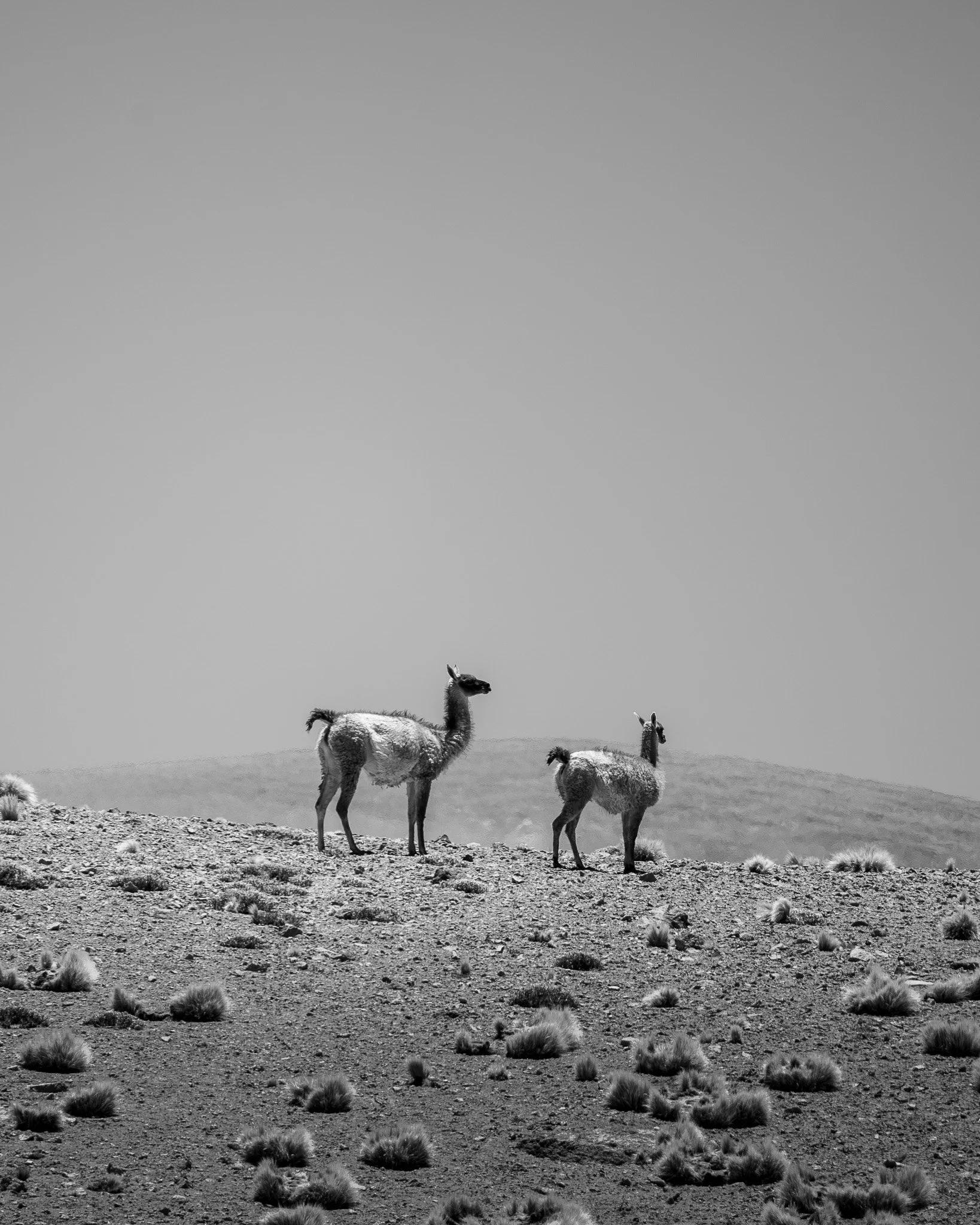 SWI00568.jpg