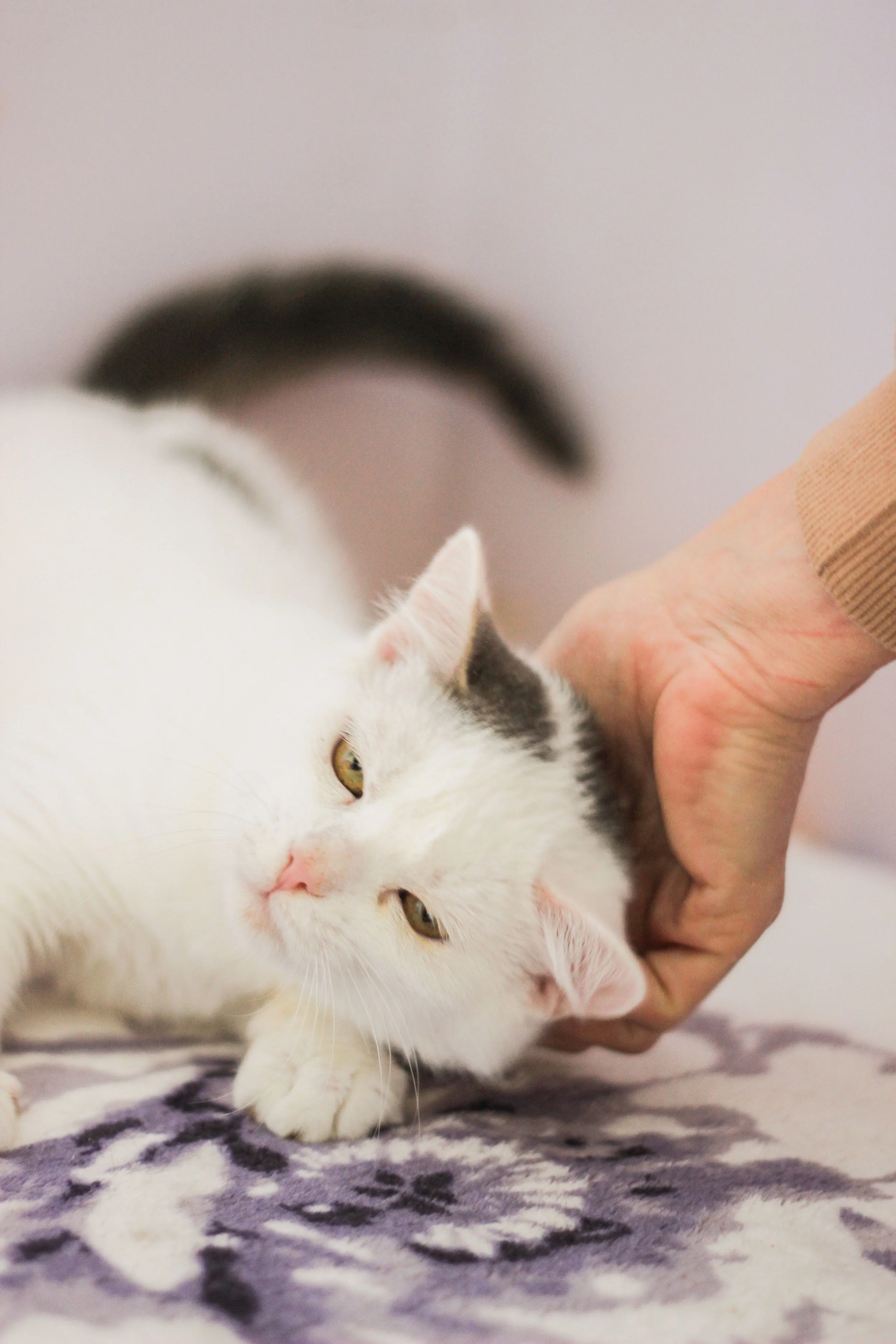 A white cat with brown markings lying on a patterned blanket, being petted by a person with a light skin tone and wearing a tan sweater.