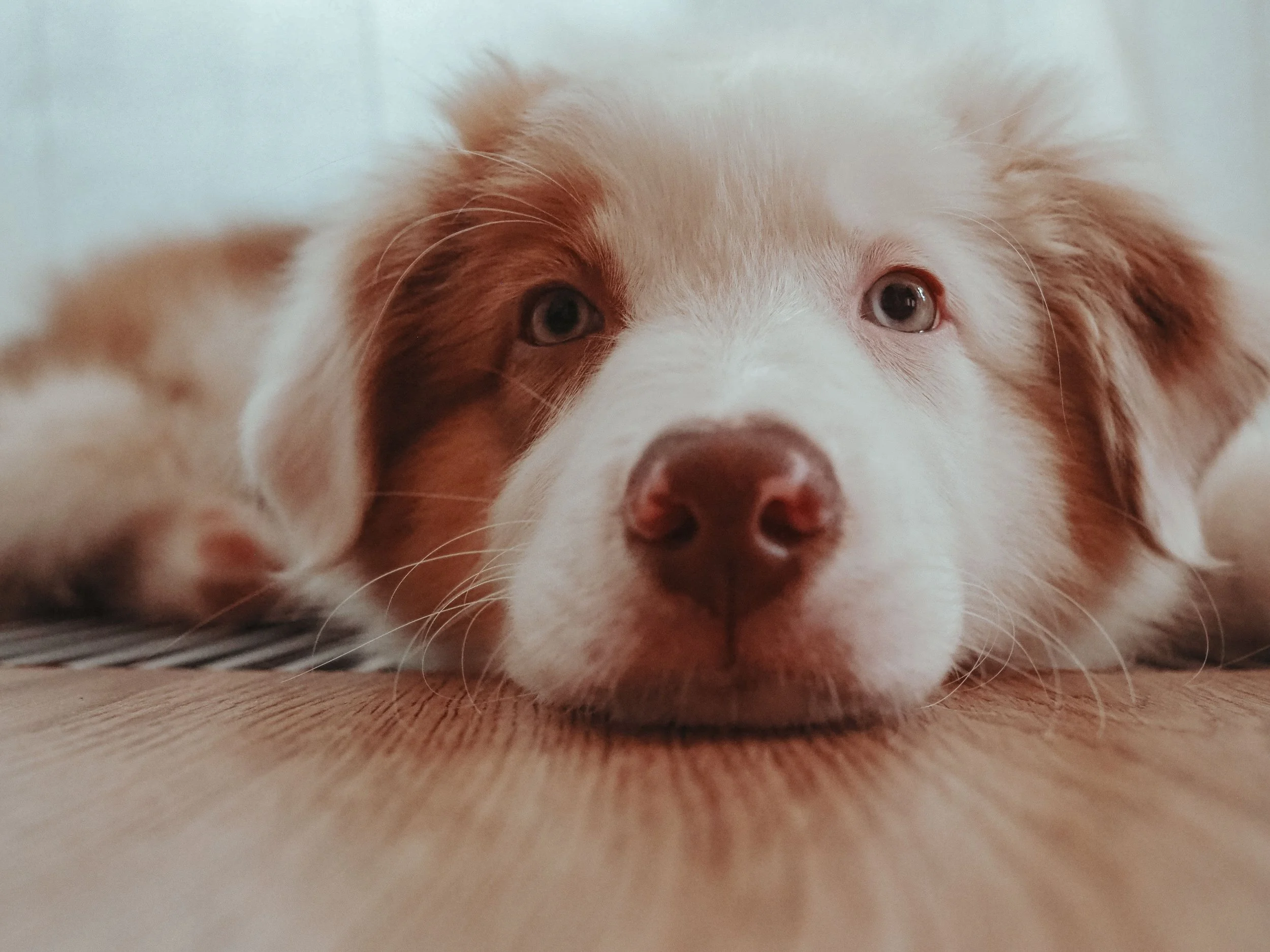Close-up of a dog lying down with its head resting on the floor, showing its face and eyes.