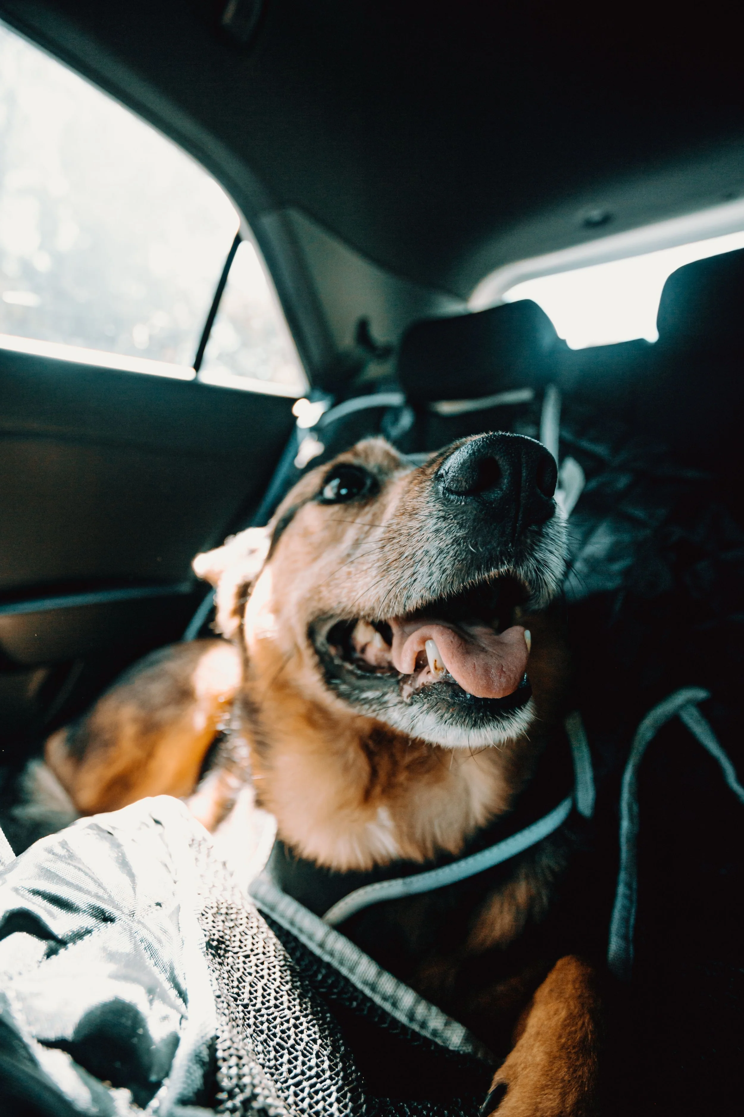 Close-up of a happy dog with its mouth open, sitting inside a vehicle, wearing a harness, with sunlight coming through the window.