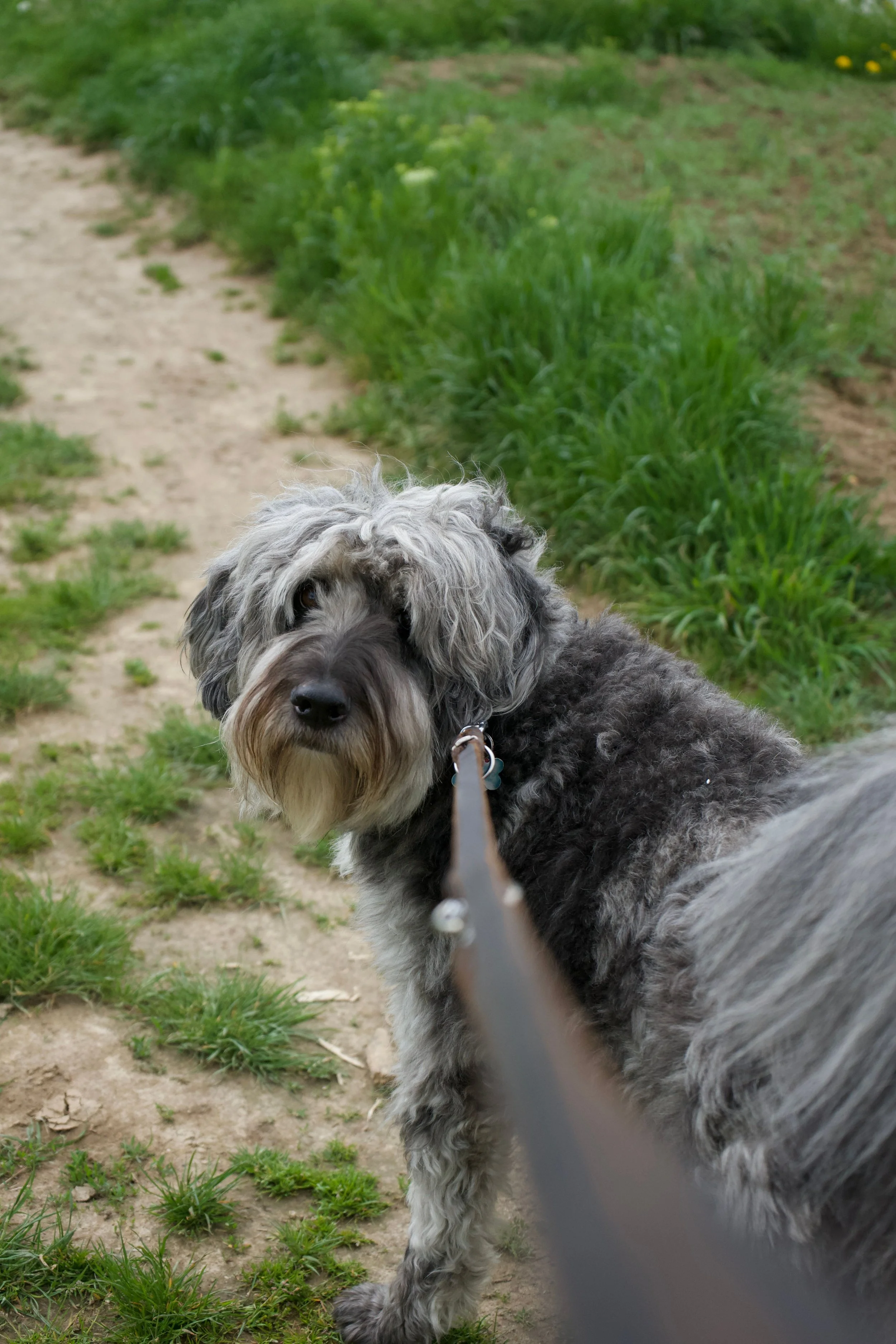 Gray and black fluffy dog with long hair looking at the camera outdoors, with green grass and dirt path in the background.