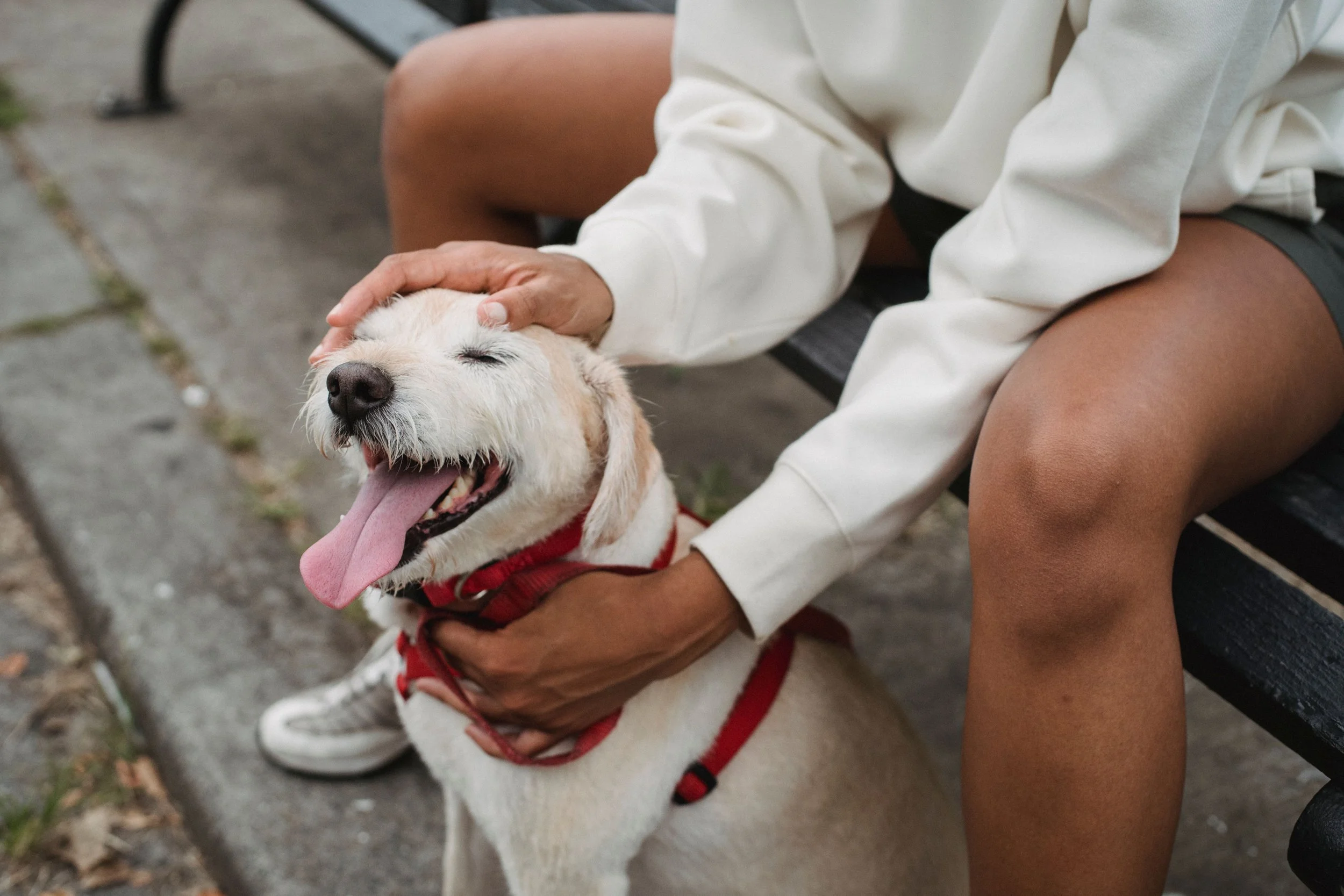 A person sitting on a park bench petting a happy dog with its eyes closed and tongue out. The person is wearing shorts and a long-sleeved shirt.