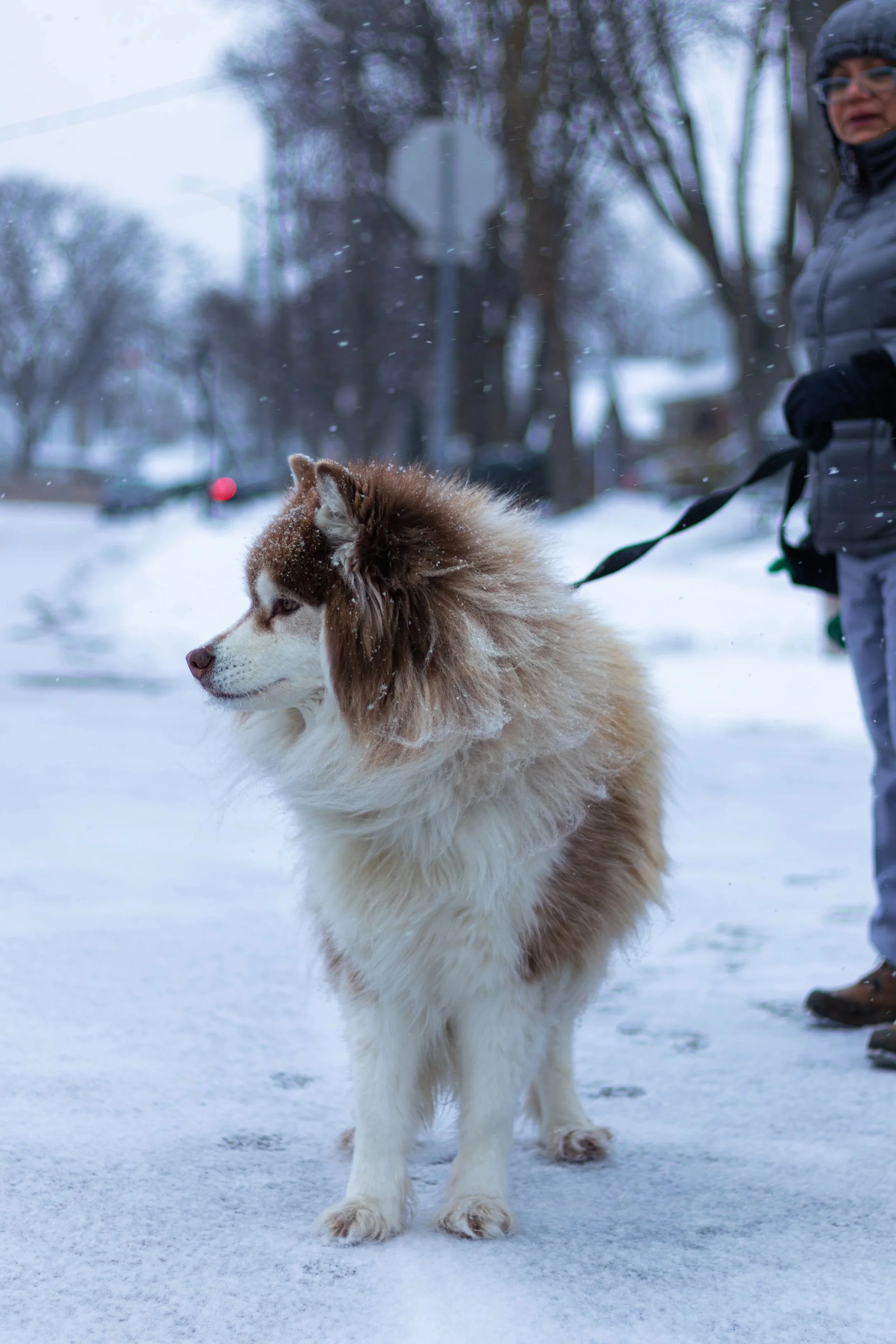 a husky with long hair is in the snow looking to the side