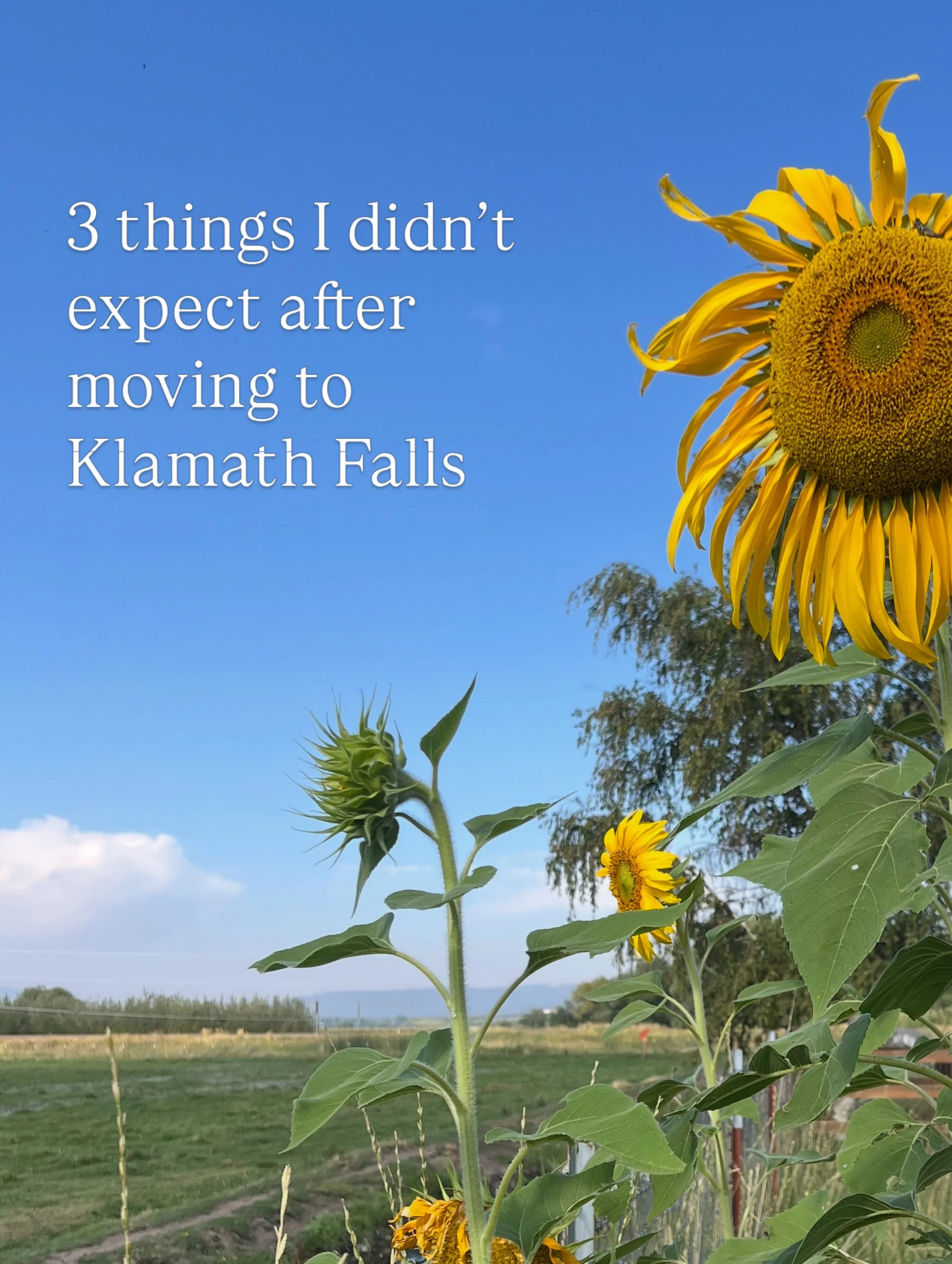 Klamath Falls surprised me! I was expecting the hiking trails, the snow, the slower pace of life. 

I WASN&rsquo;T EXPECTING&hellip;

🦢 The wildlife right in town! Deer making their daily trek through the neighborhood, all kinds of birds hanging out
