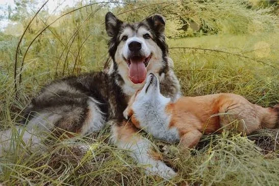 A happy husky dog lying in tall grass with a fox pup nuzzling against it in a natural outdoor setting.
