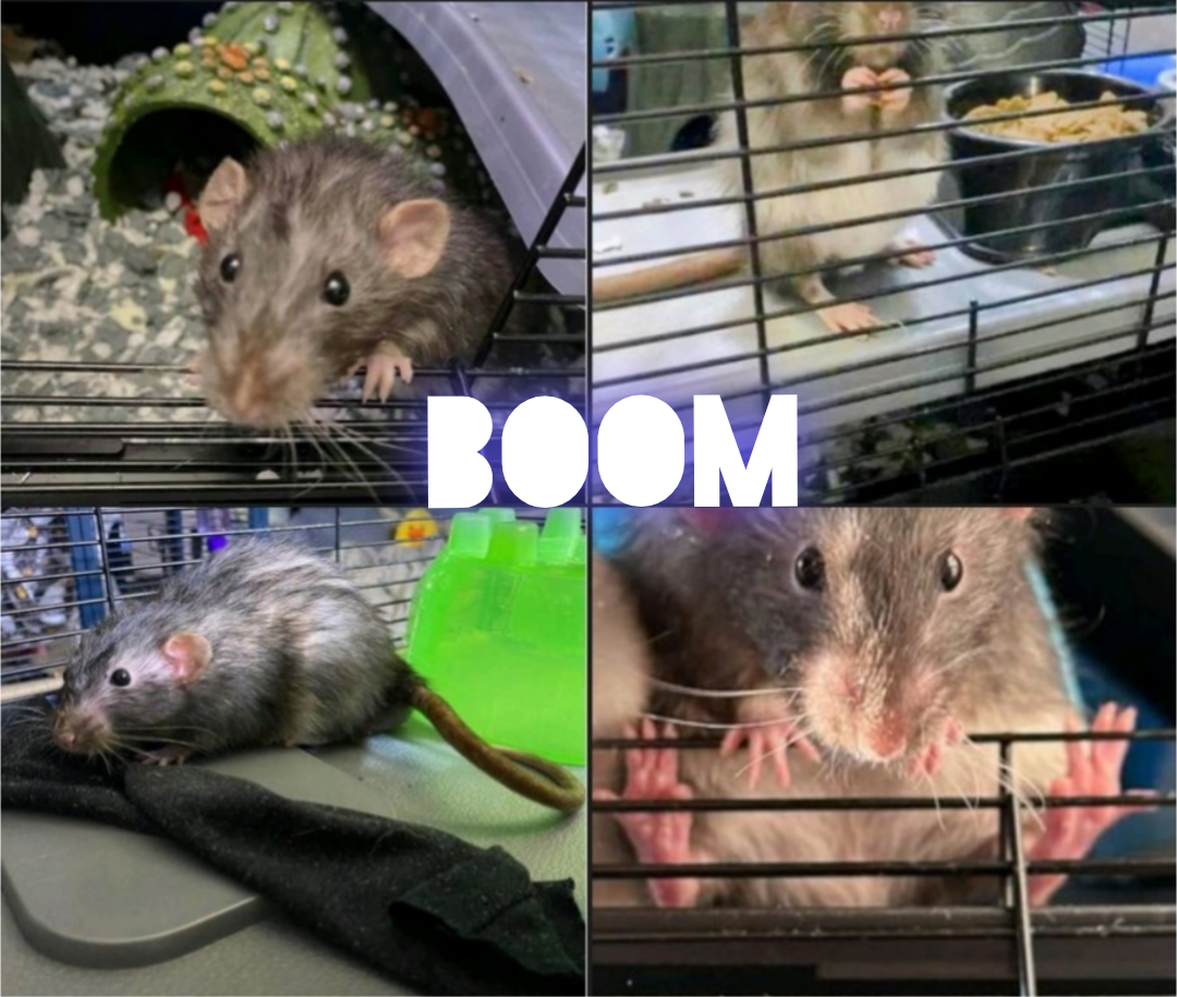 Four different mice in cages and on surfaces, with the word 'BOOM' written across the center.