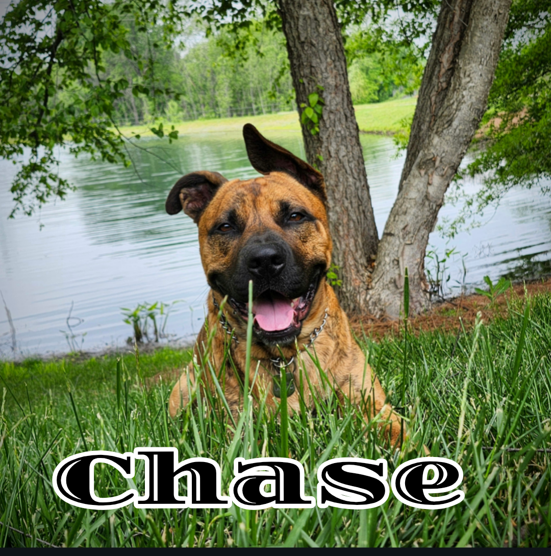 A happy brown and black dog lying on green grass near a lake with trees in the background and the word 'Chase' written at the bottom.