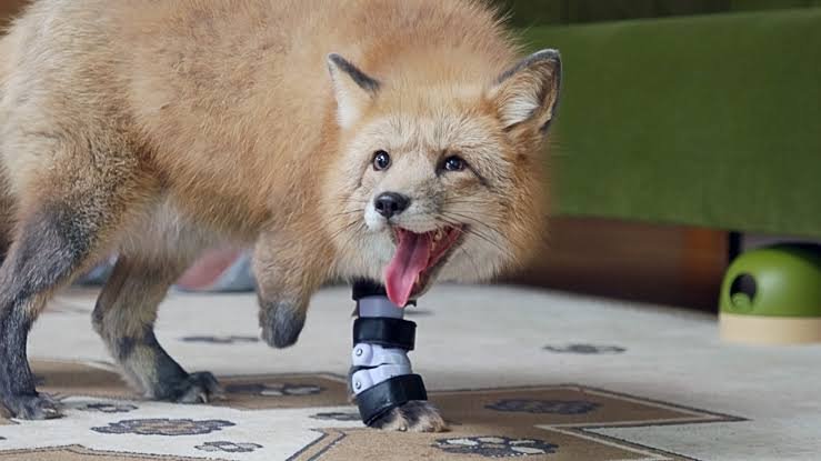 A fox with a medical leg brace biting a chew toy, standing on a patterned rug indoors.