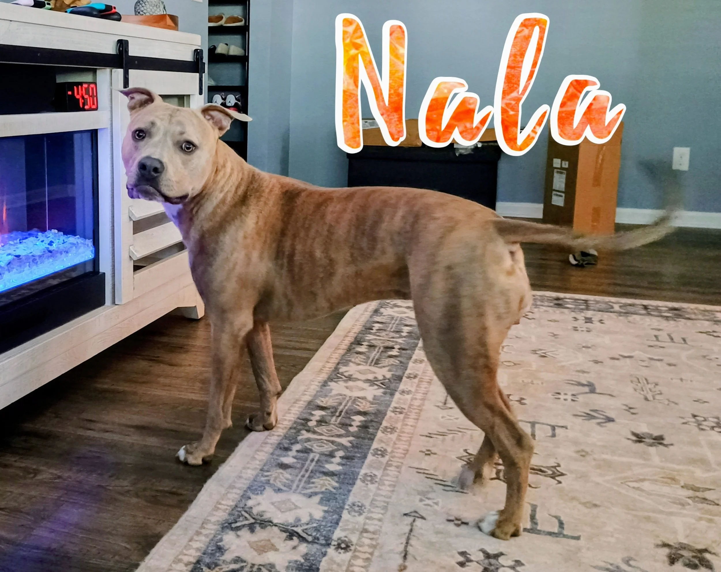 A tan dog with a serious expression standing indoors near a rug, a black cabinet, and a fish tank with blue gravel, with the word 'Nuh' written in orange and white letters across the image.