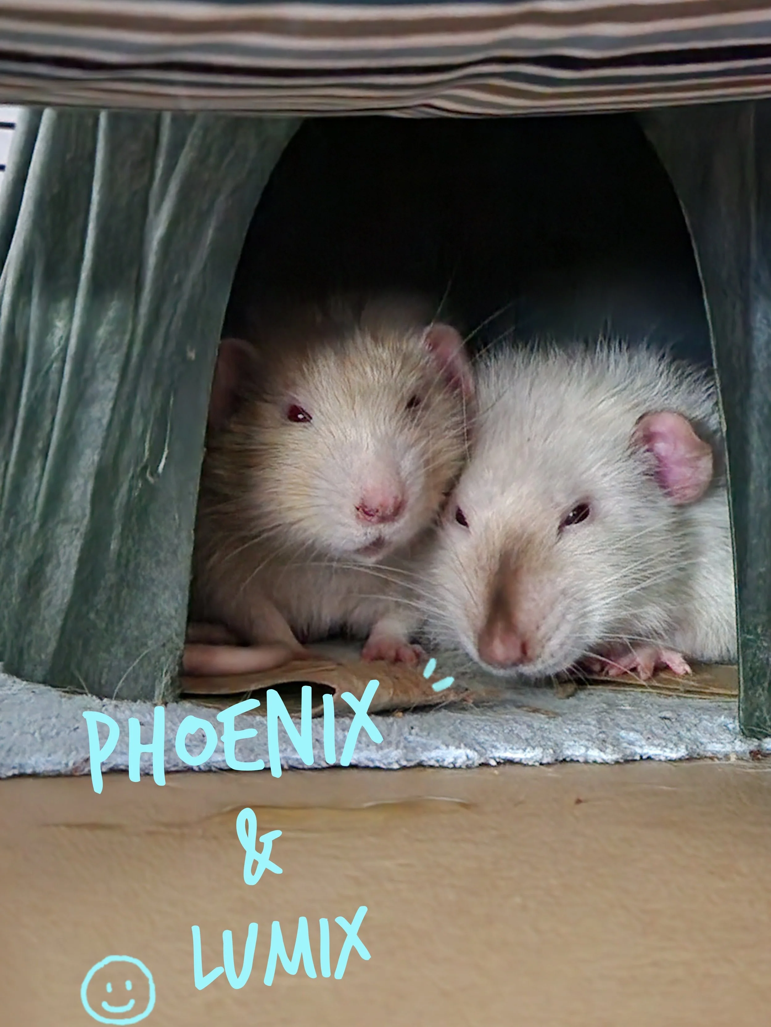 Two ferrets lying close together inside a cozy enclosure with a striped fabric above. The image has a handwritten caption 'PHOENIX & LUMIX' with a smiley face.