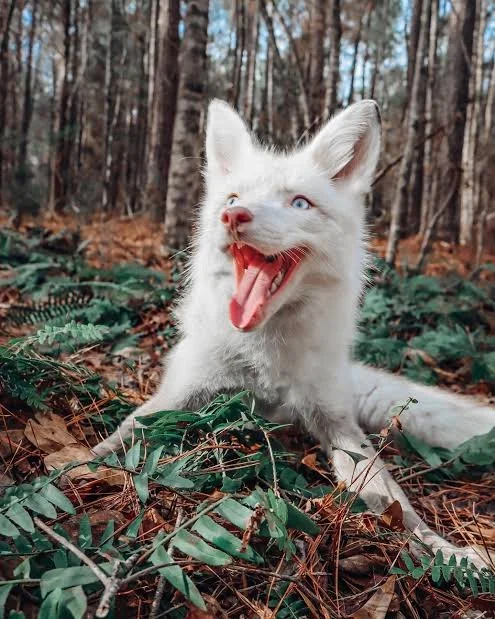 A white fox with blue eyes, yawning in a forest with fallen leaves and green ferns.